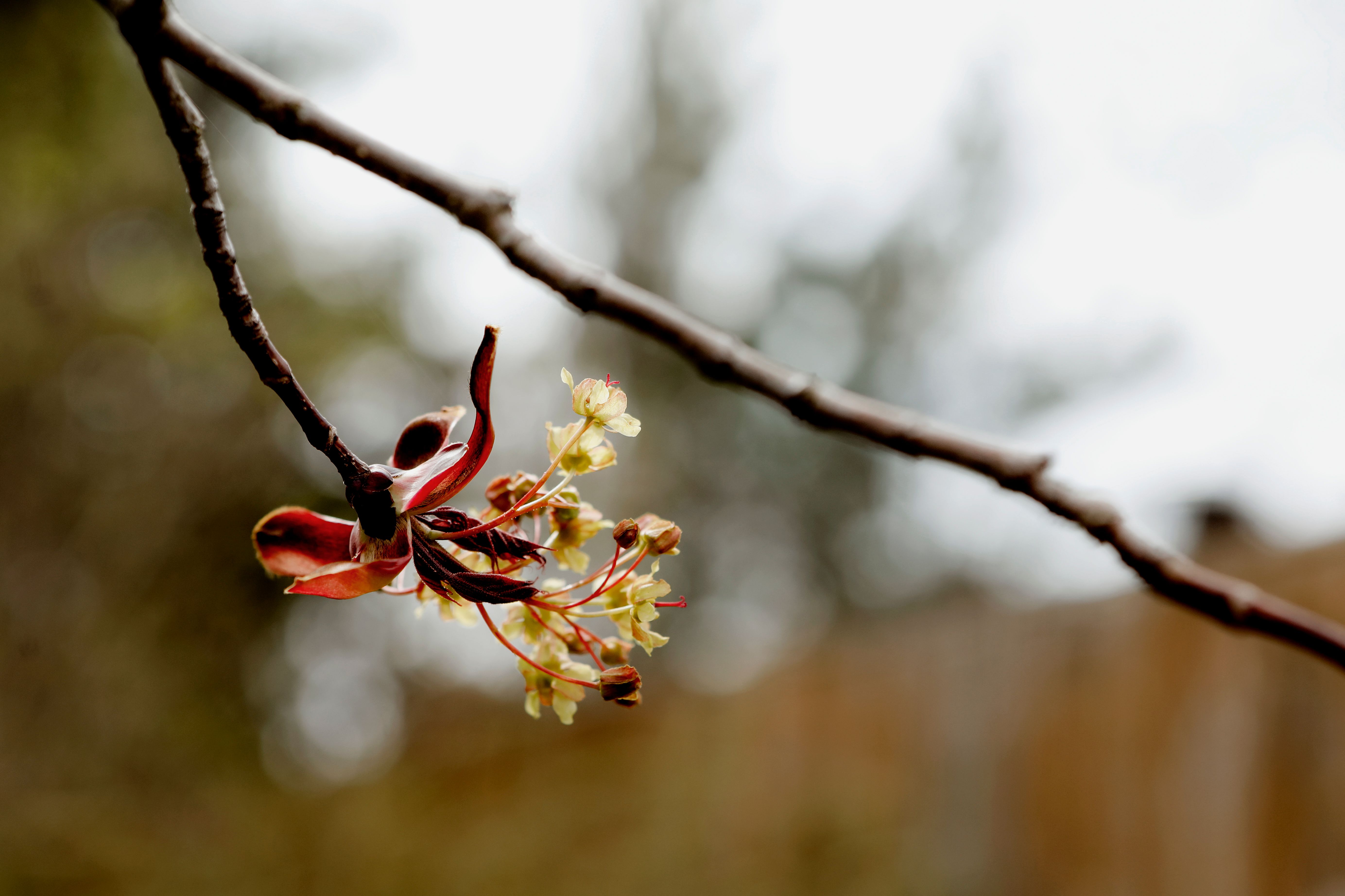 flowering trees
