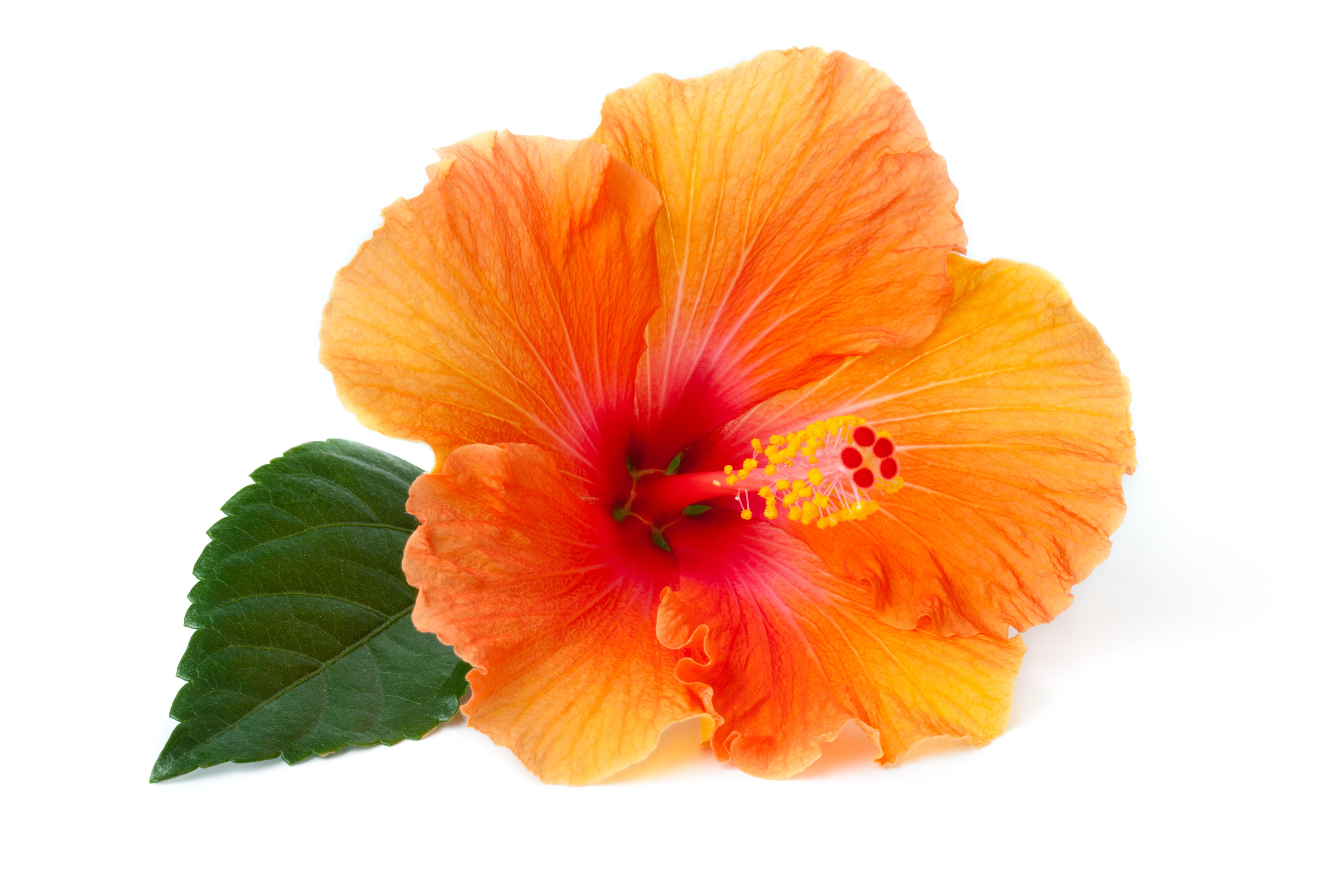 hibiscus flower