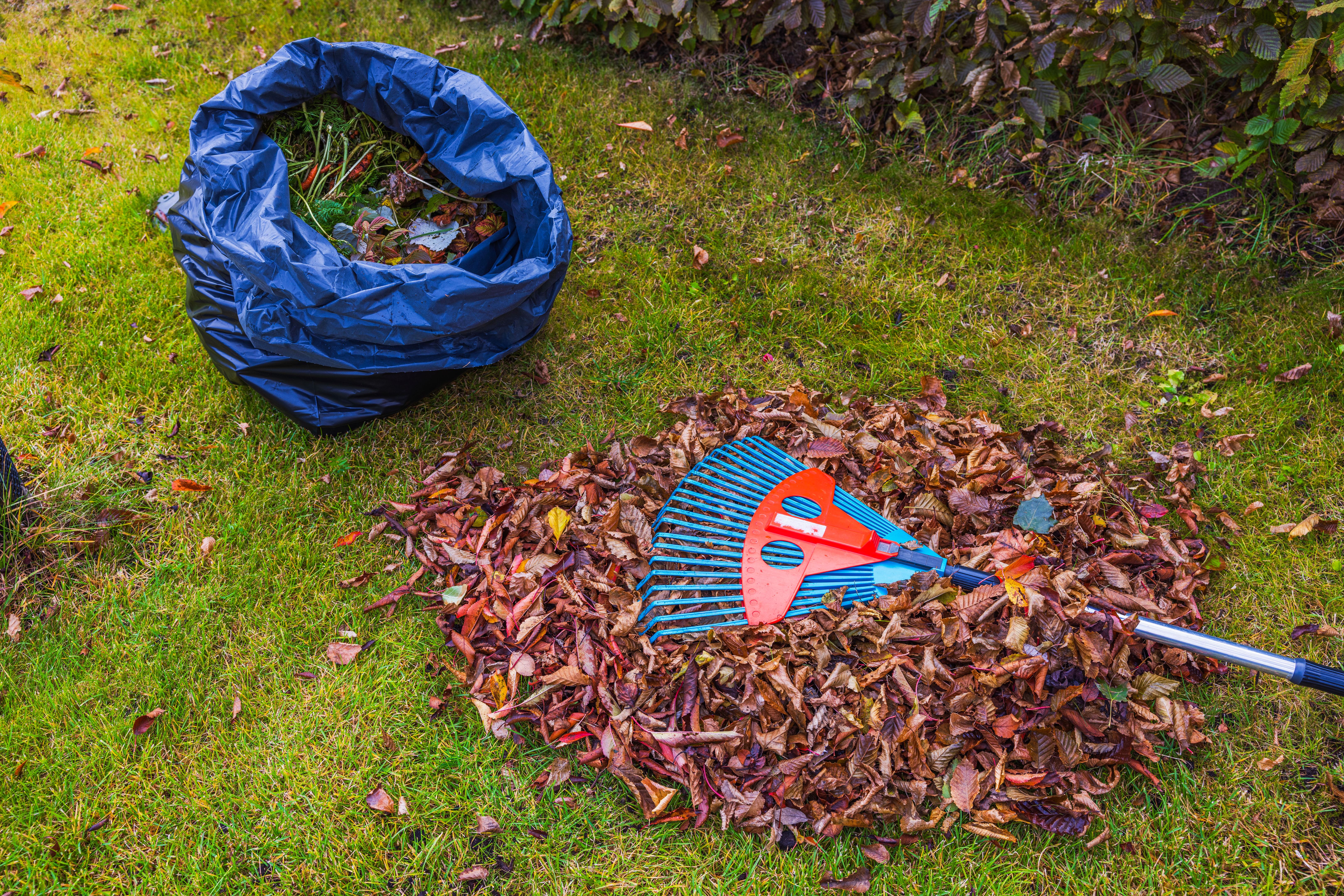 Close-up of raking fallen leaves in garden on autumn lawn using rake. Close-up of raking fallen leaves in garden on autumn lawn using rake.