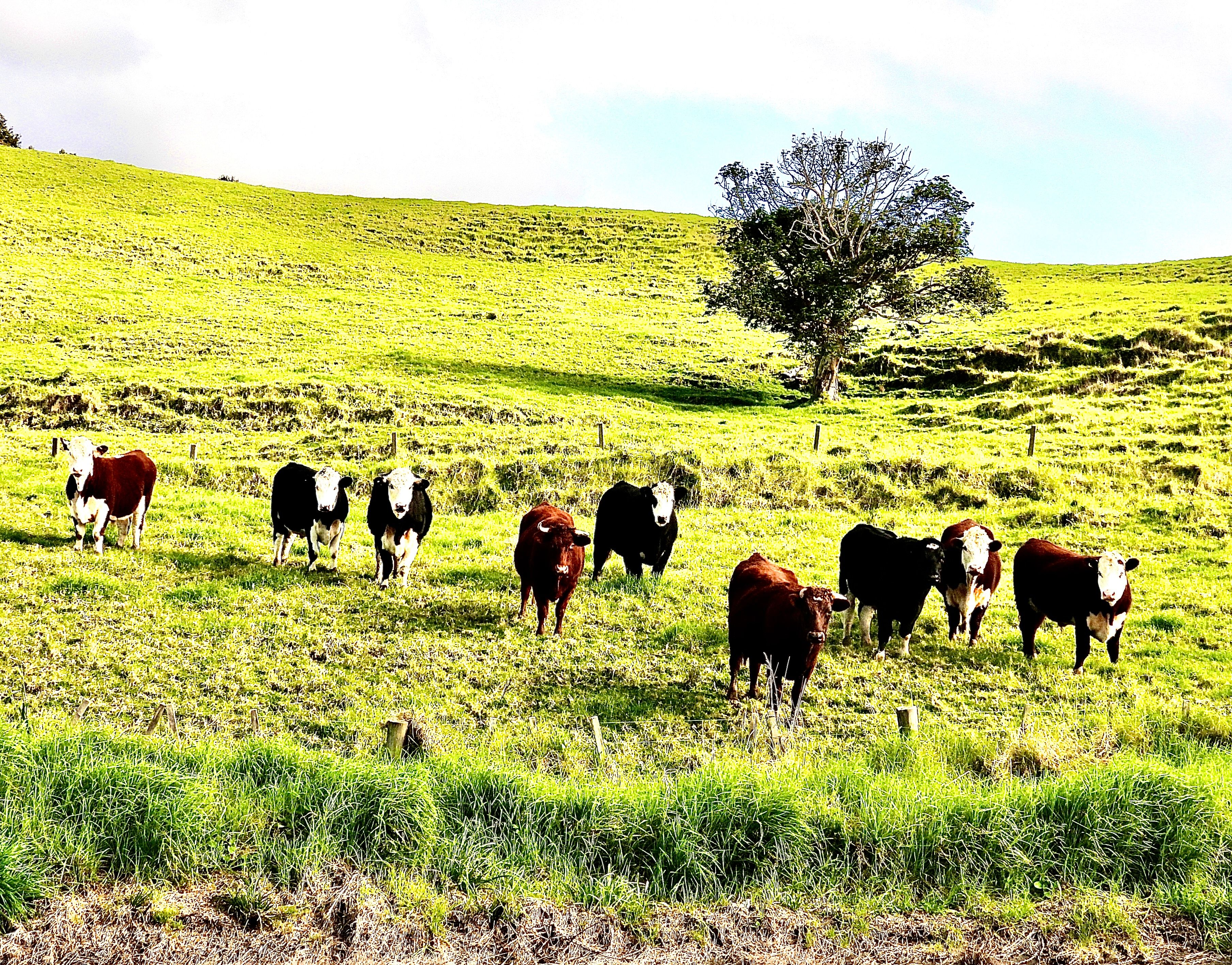 angus hereford cattle