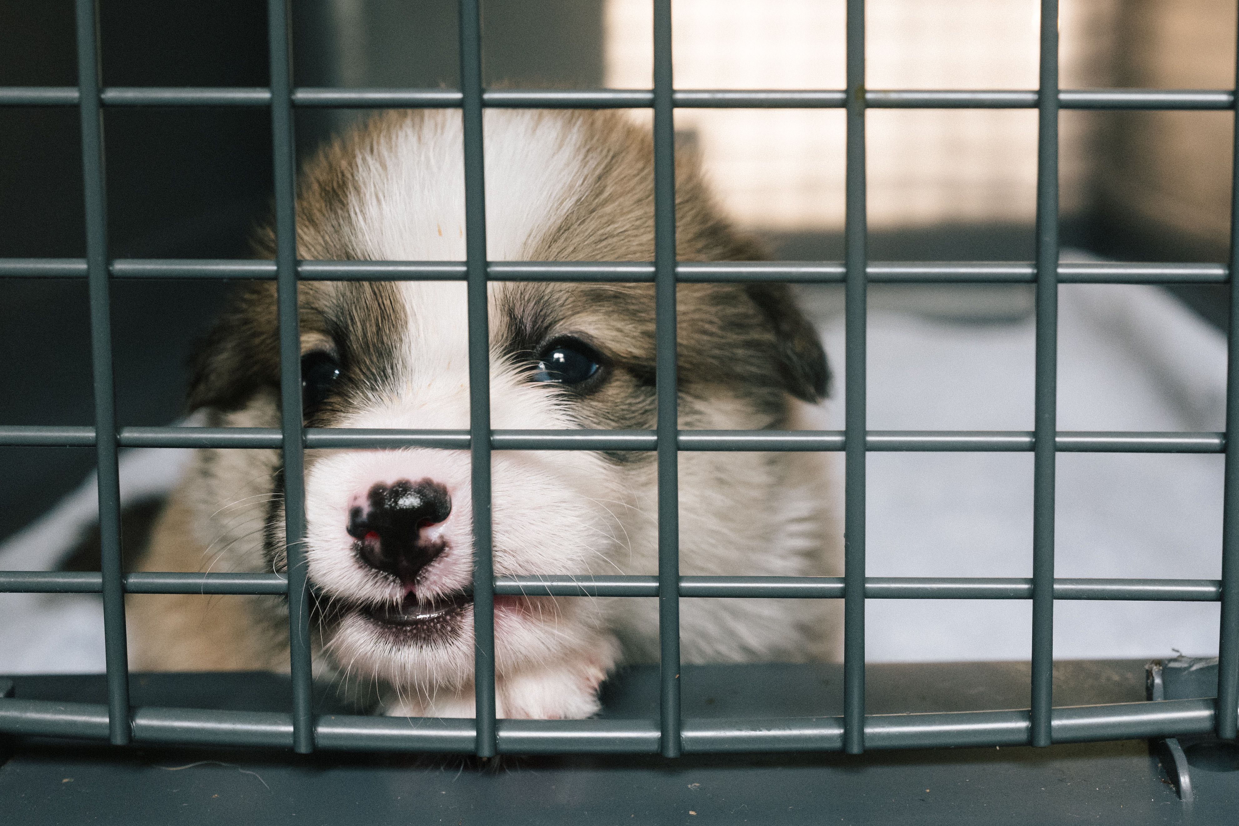 puppy adoption event