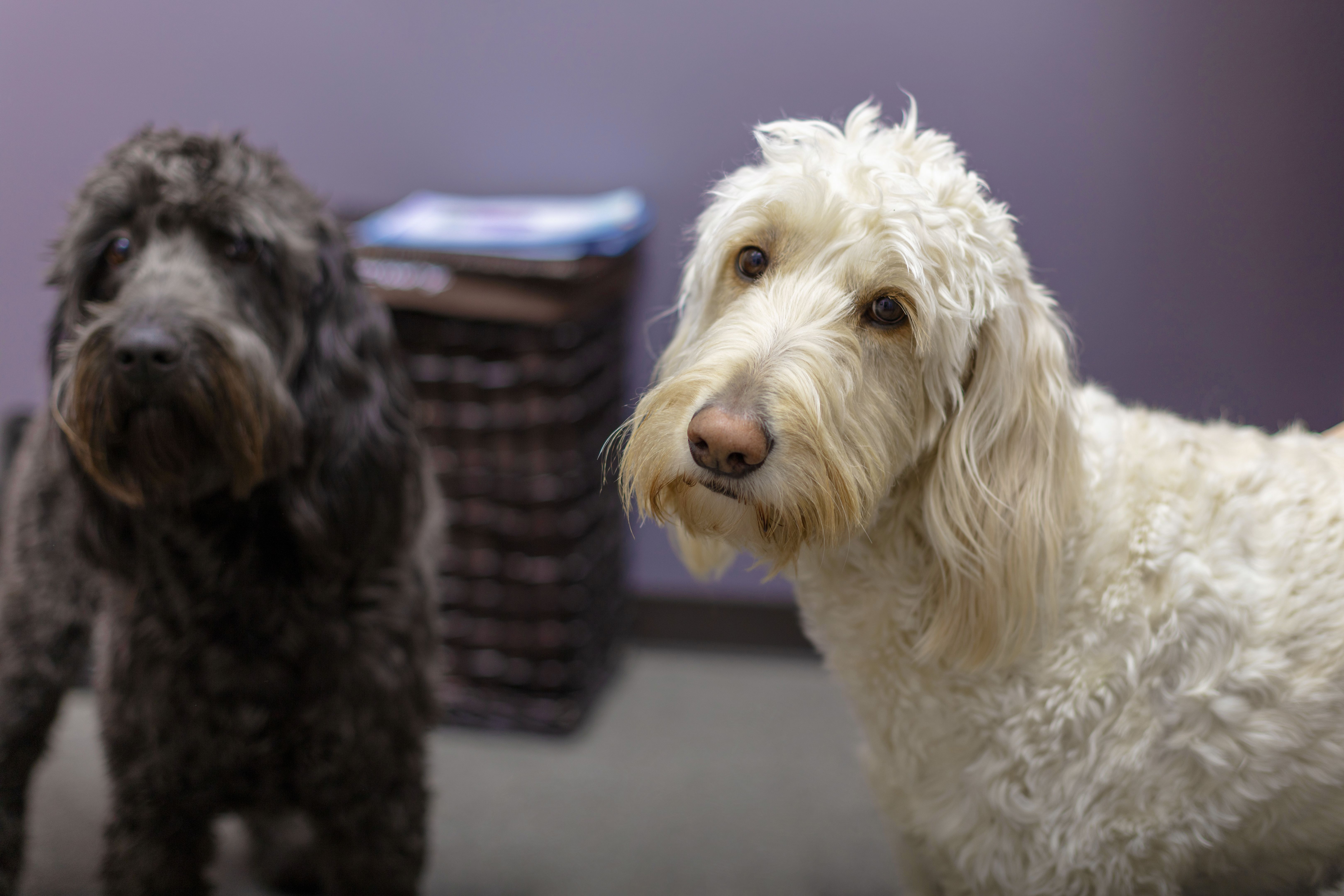 Therapy Dogs at Wellness Center Alternative Medicine and Care Facility
