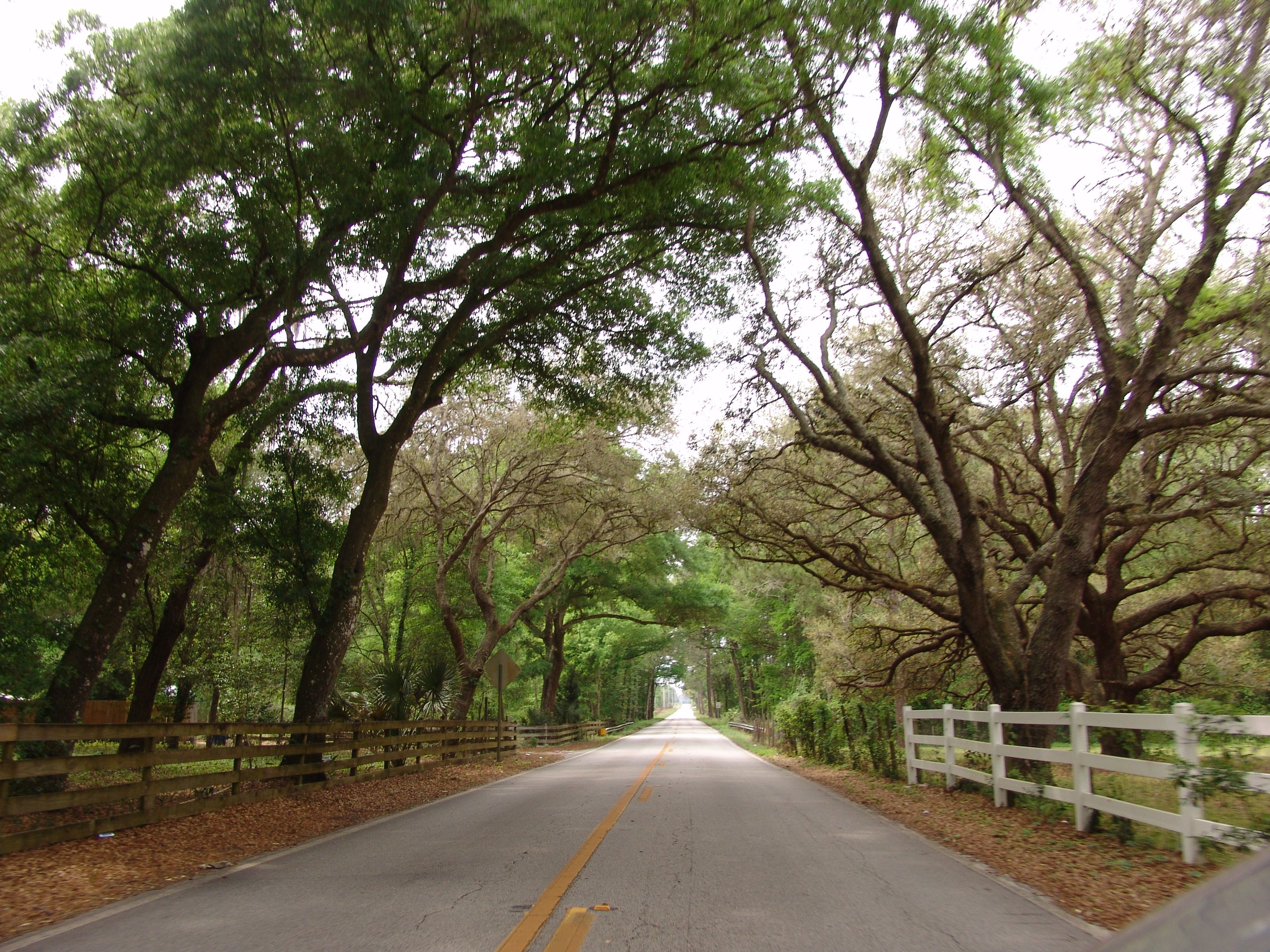 Canopy road, Carter Road, Volusia County Florida