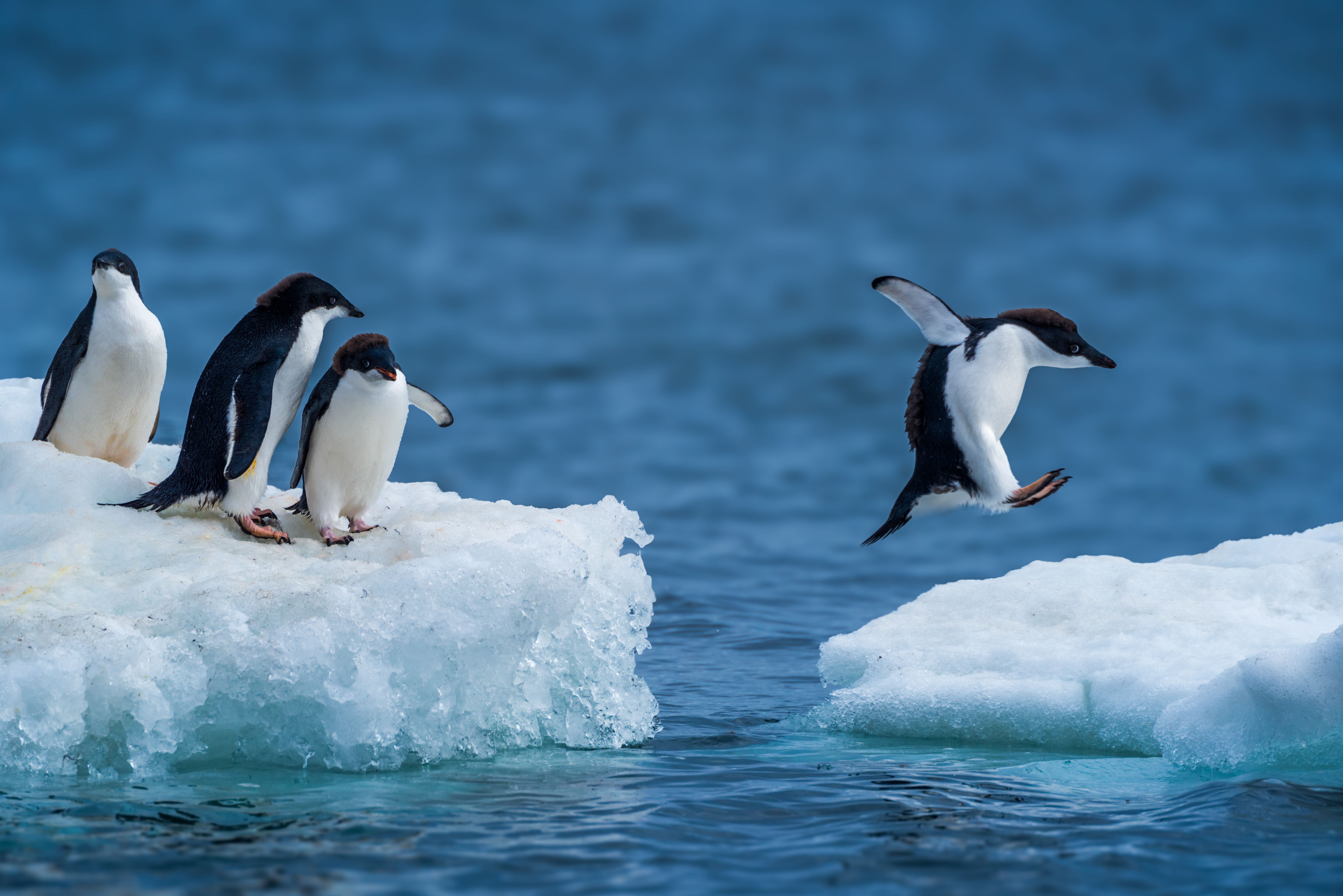 antarctica penguins