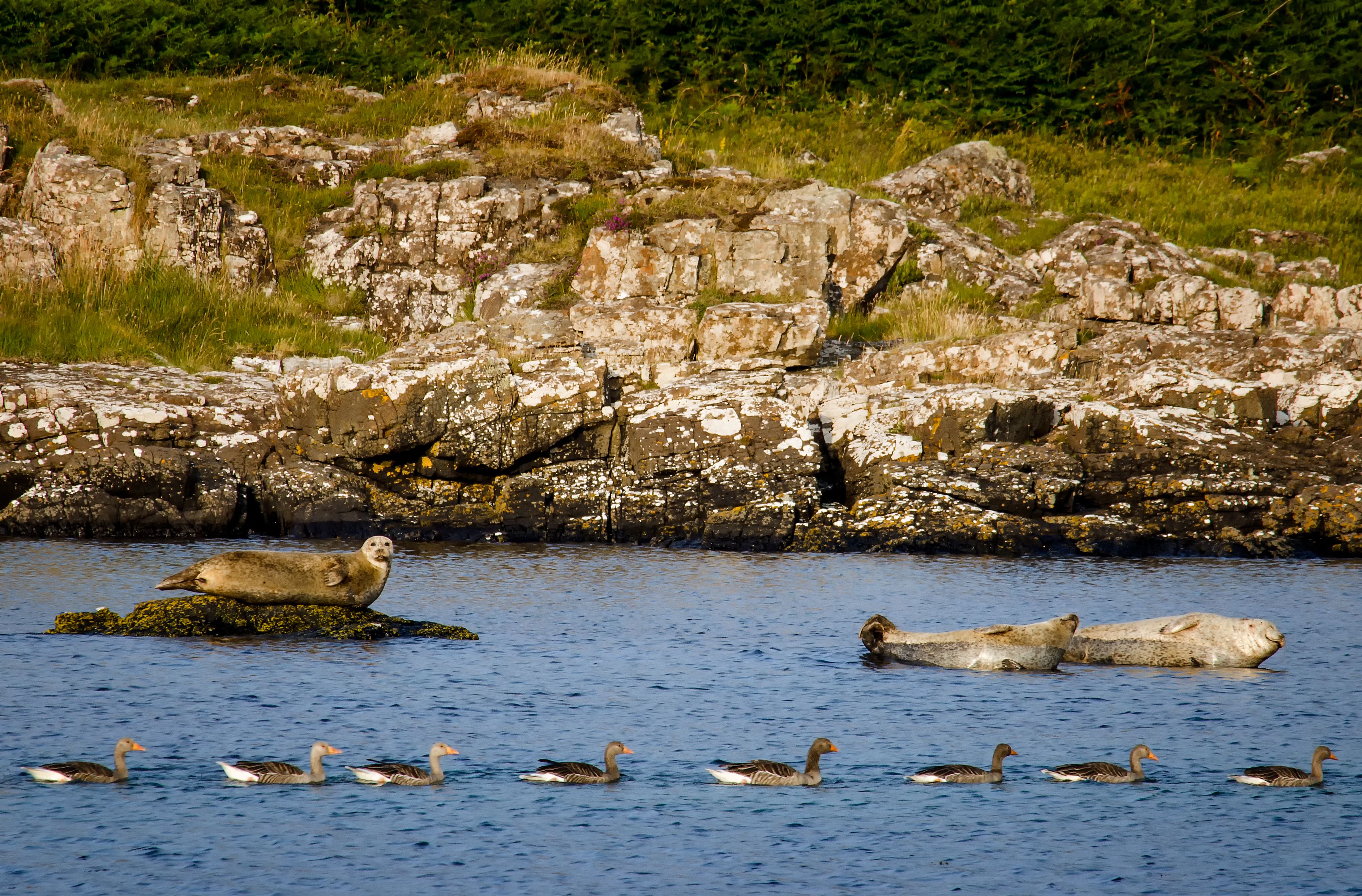 Seals and geese