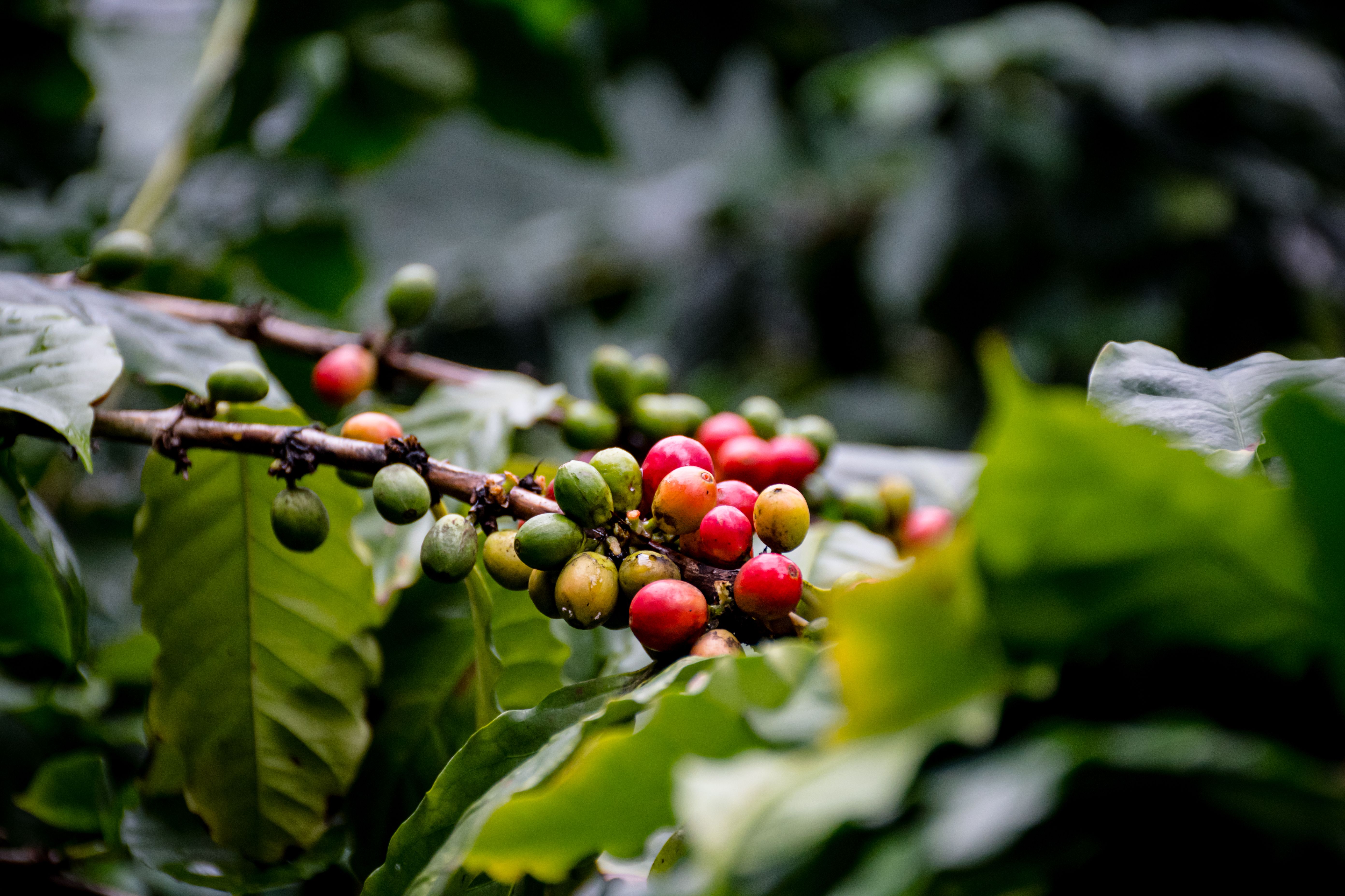 coffee plantation