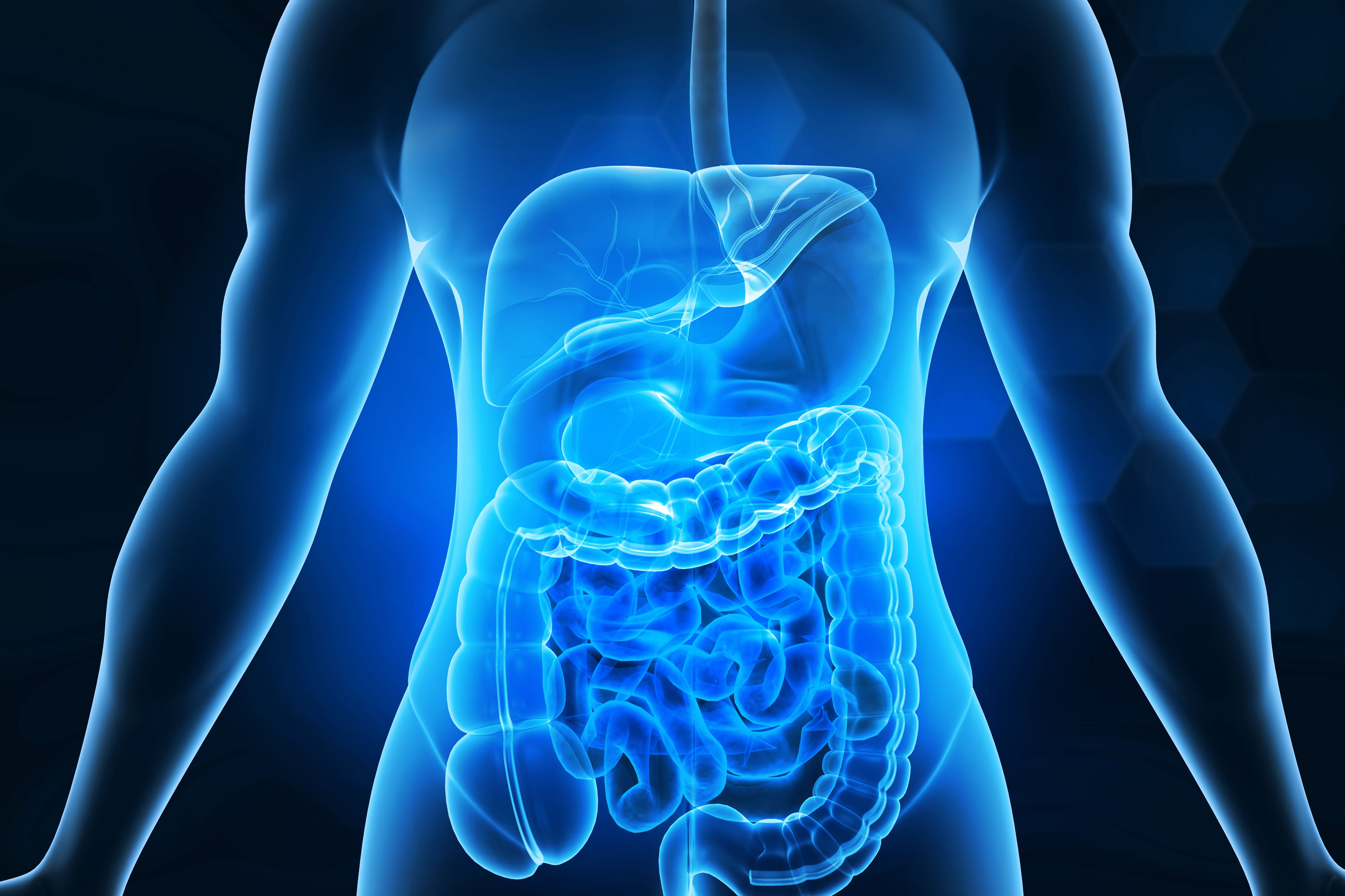 gastrointestinal system