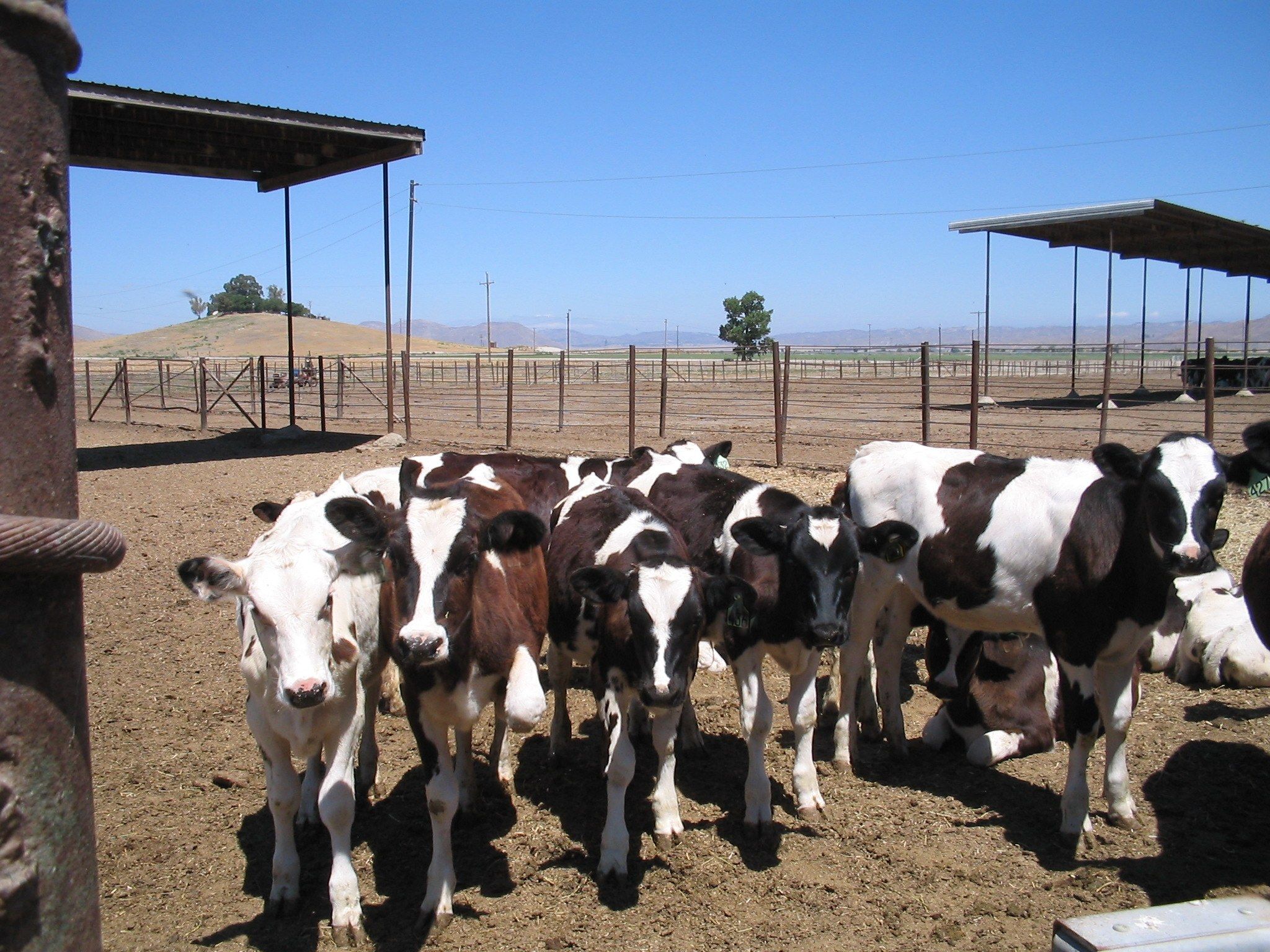 california dairy farm