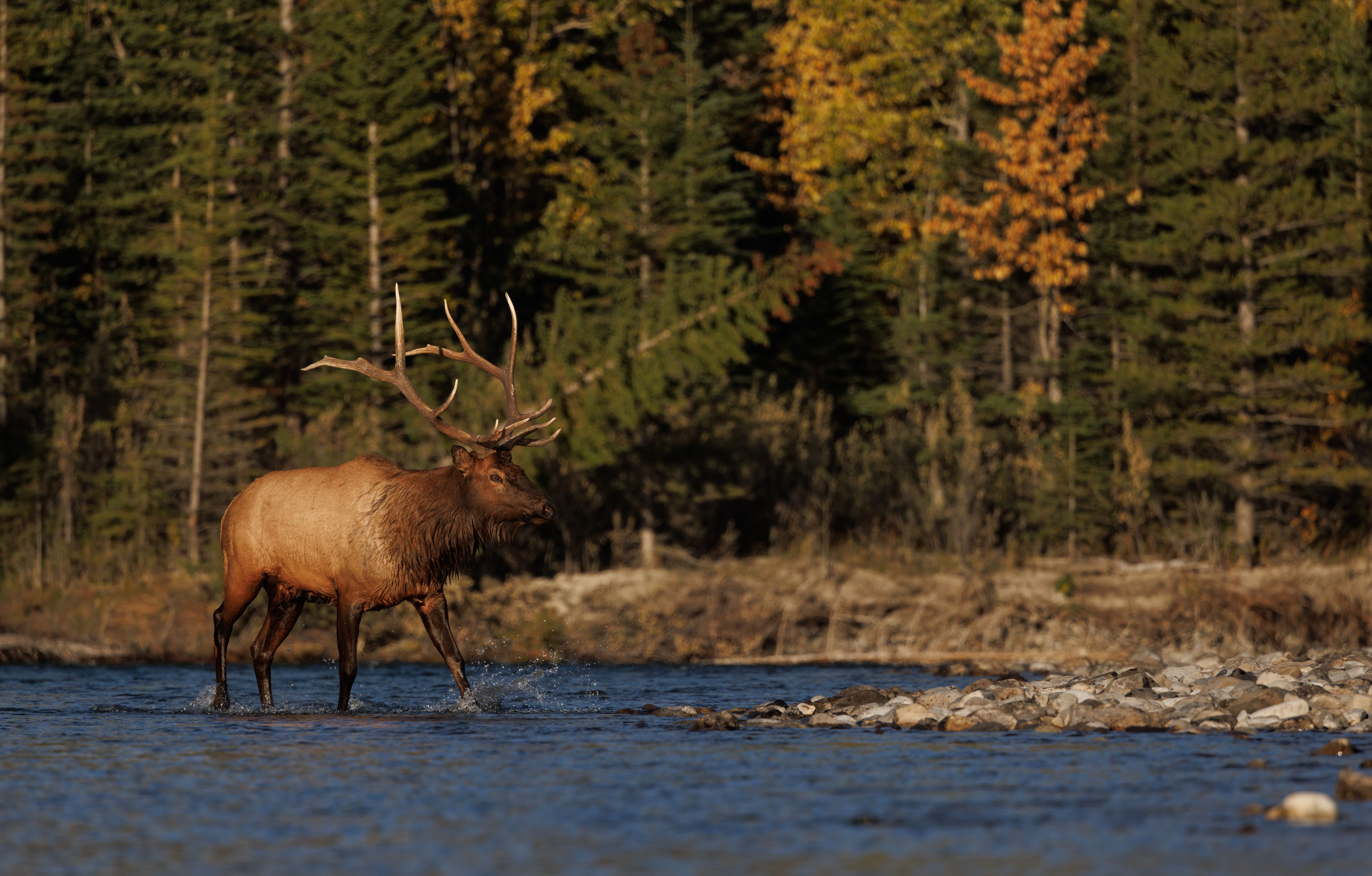 autumn wildlife alberta
