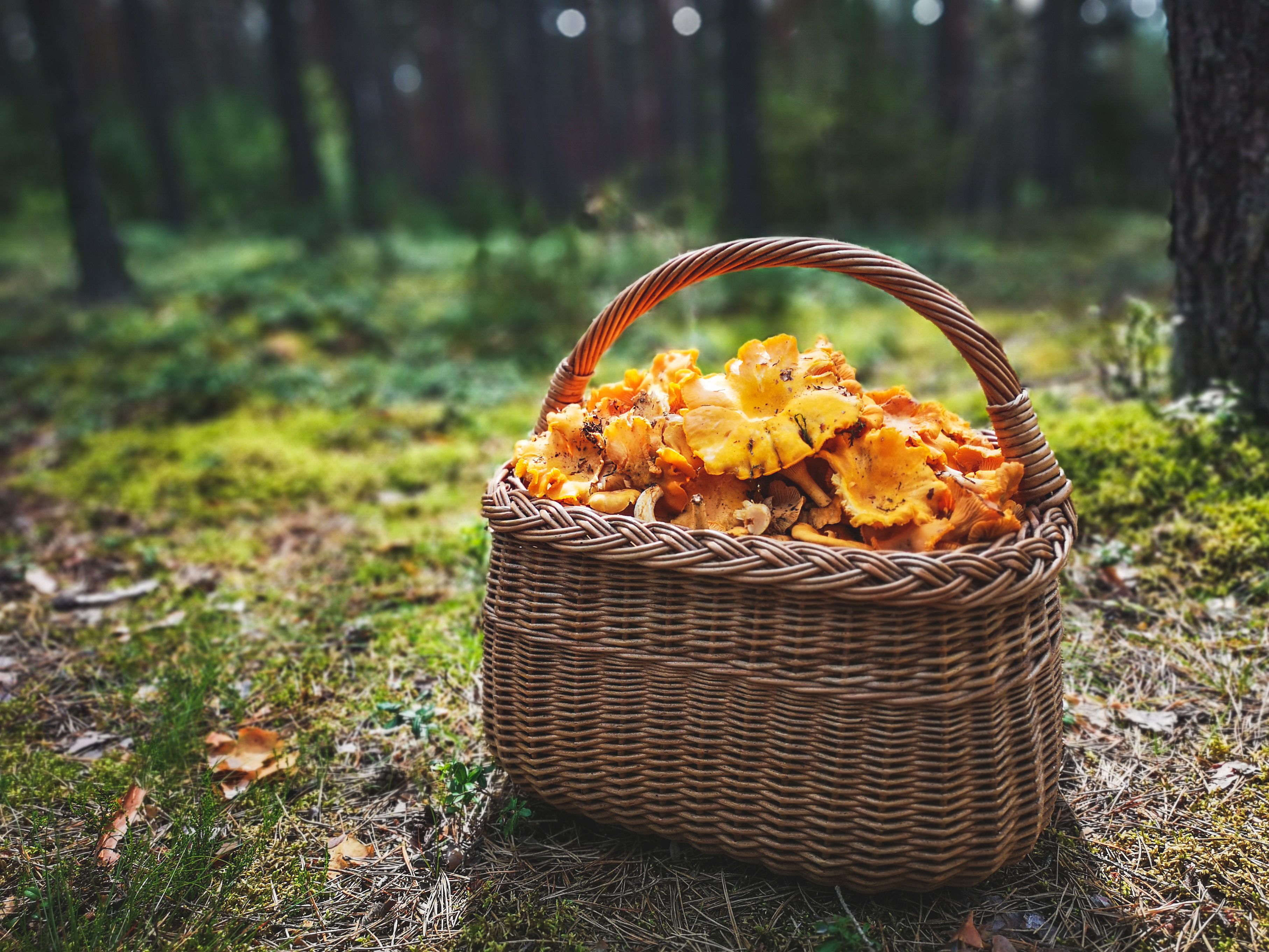 harvesting mushrooms