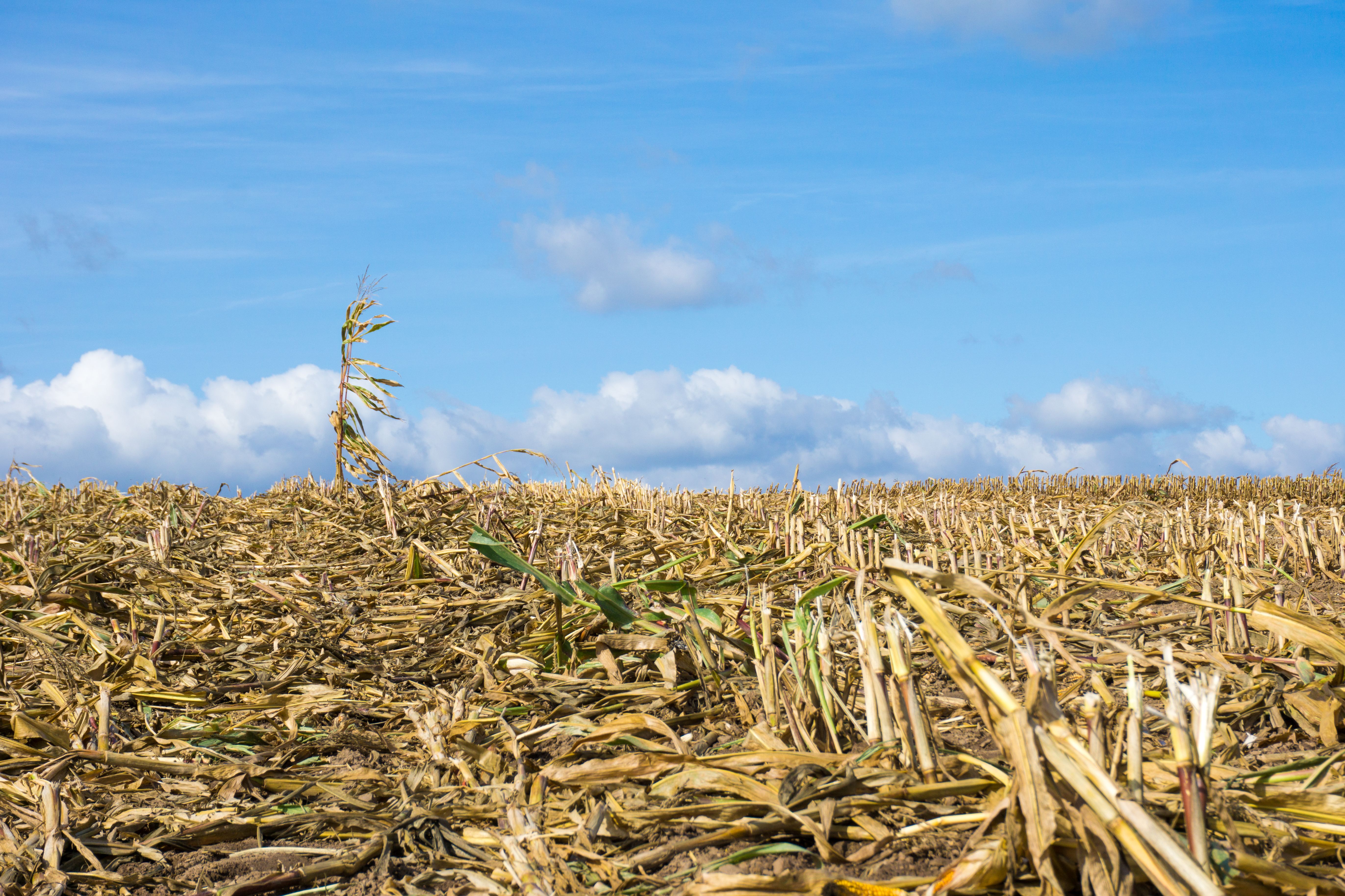 climate change agriculture