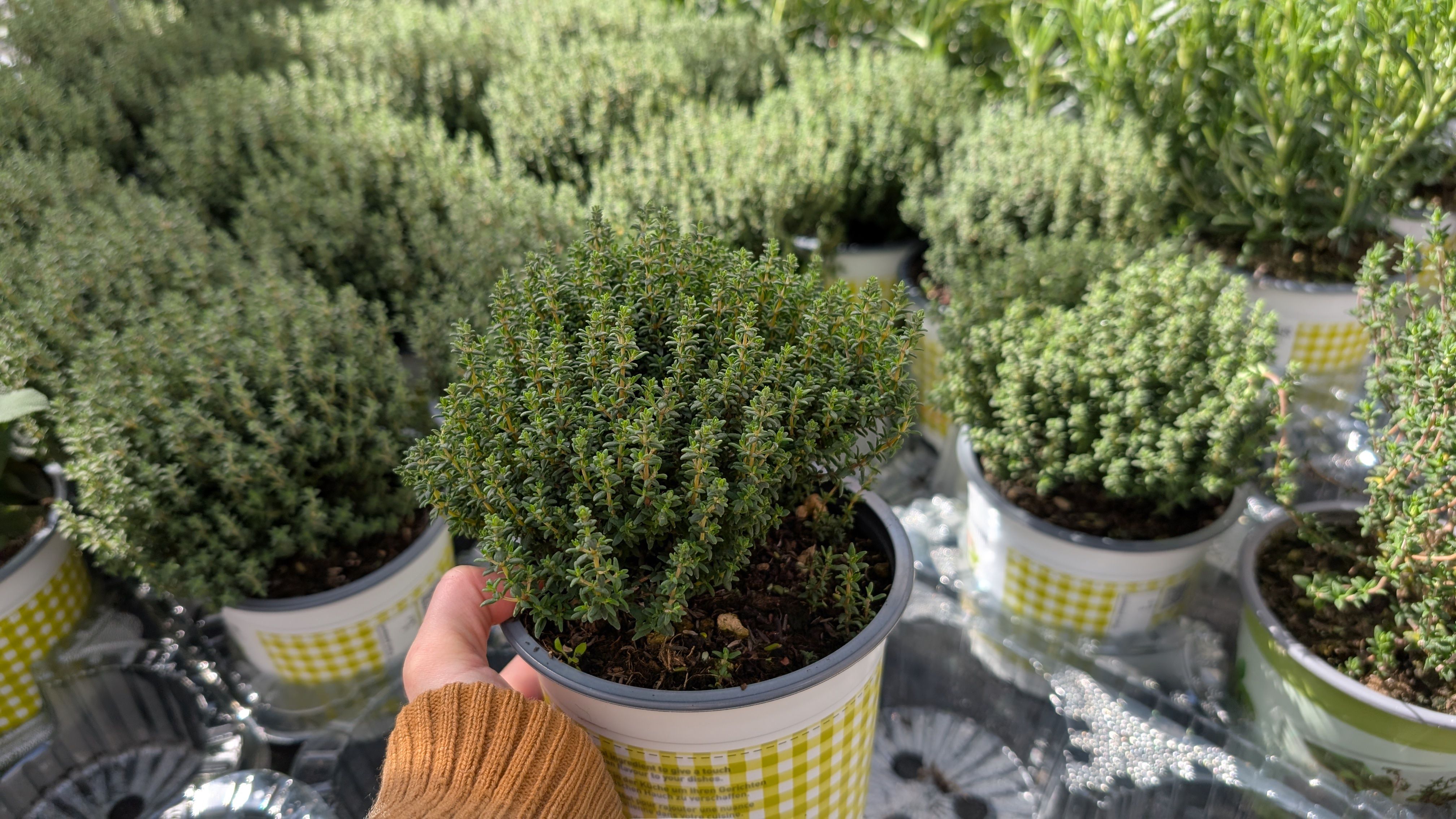 indoor plants nursery