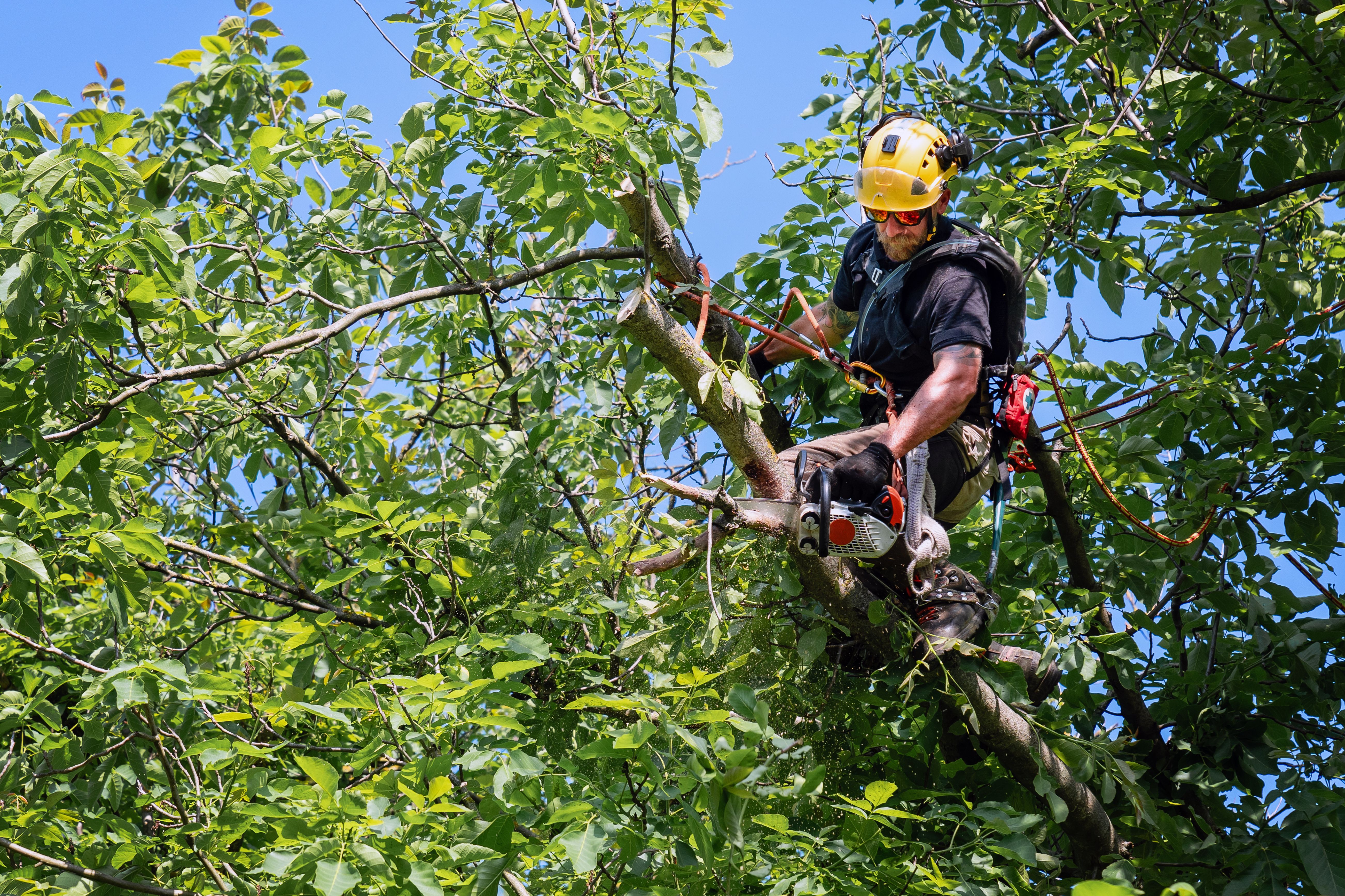 tree maintenance