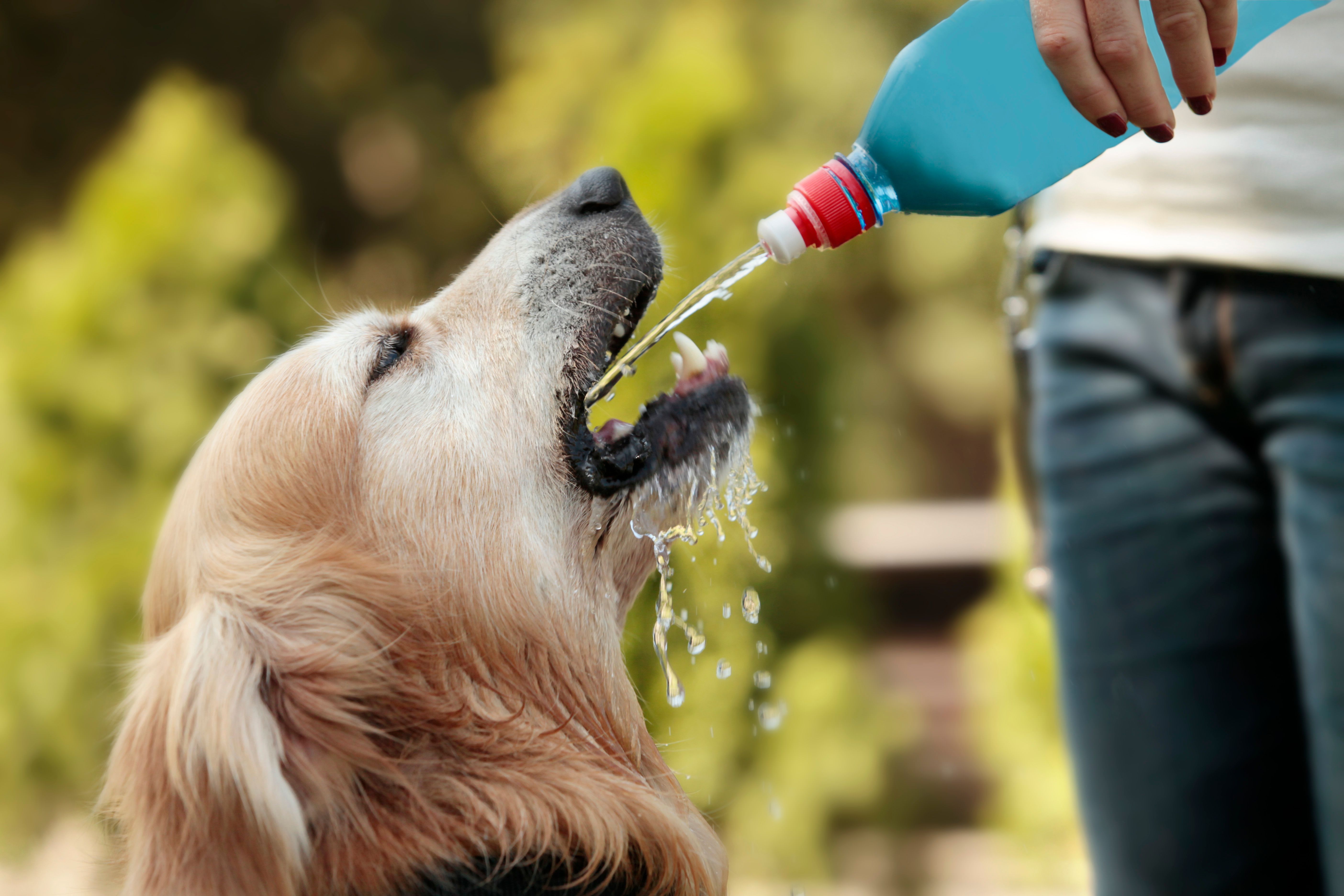 dog hydration winter