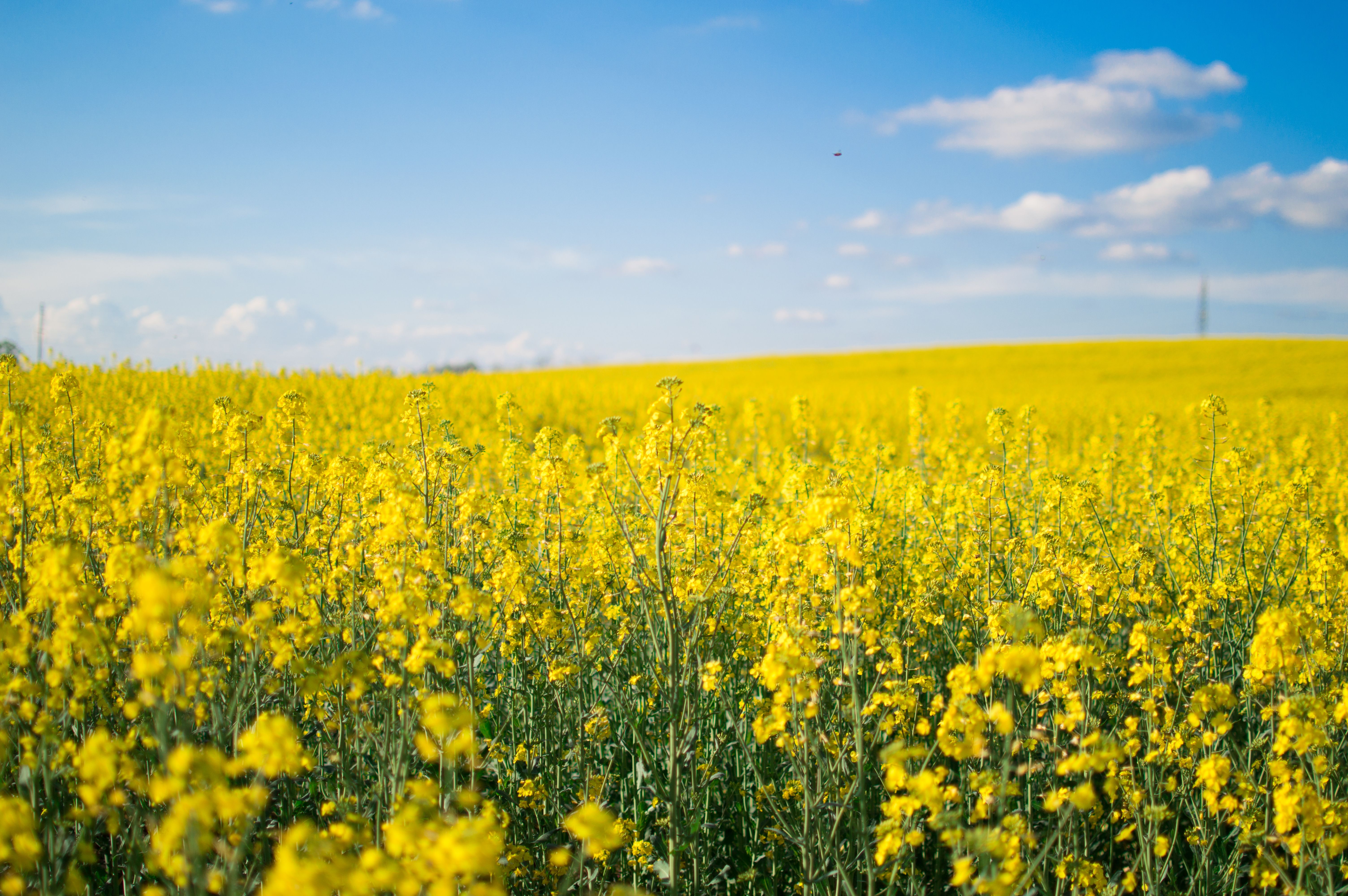 canola field