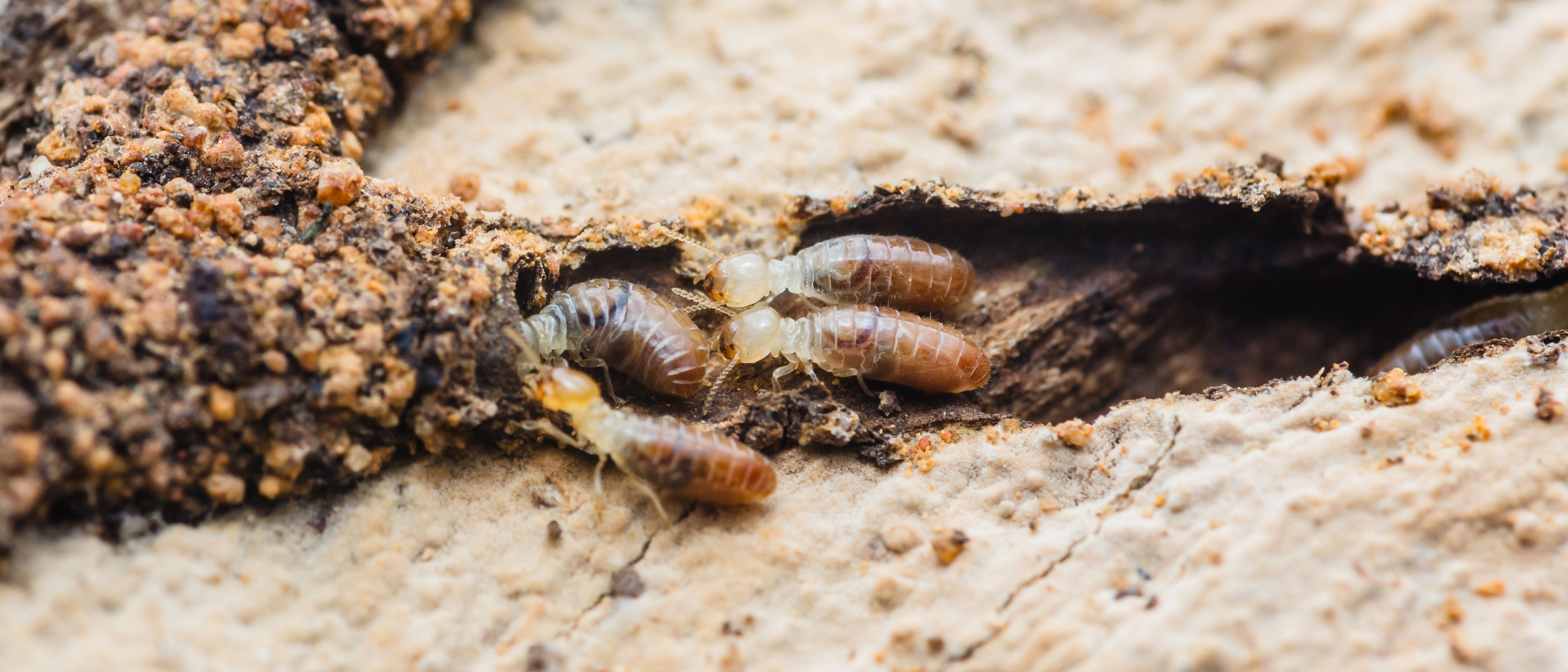 natural termite treatment