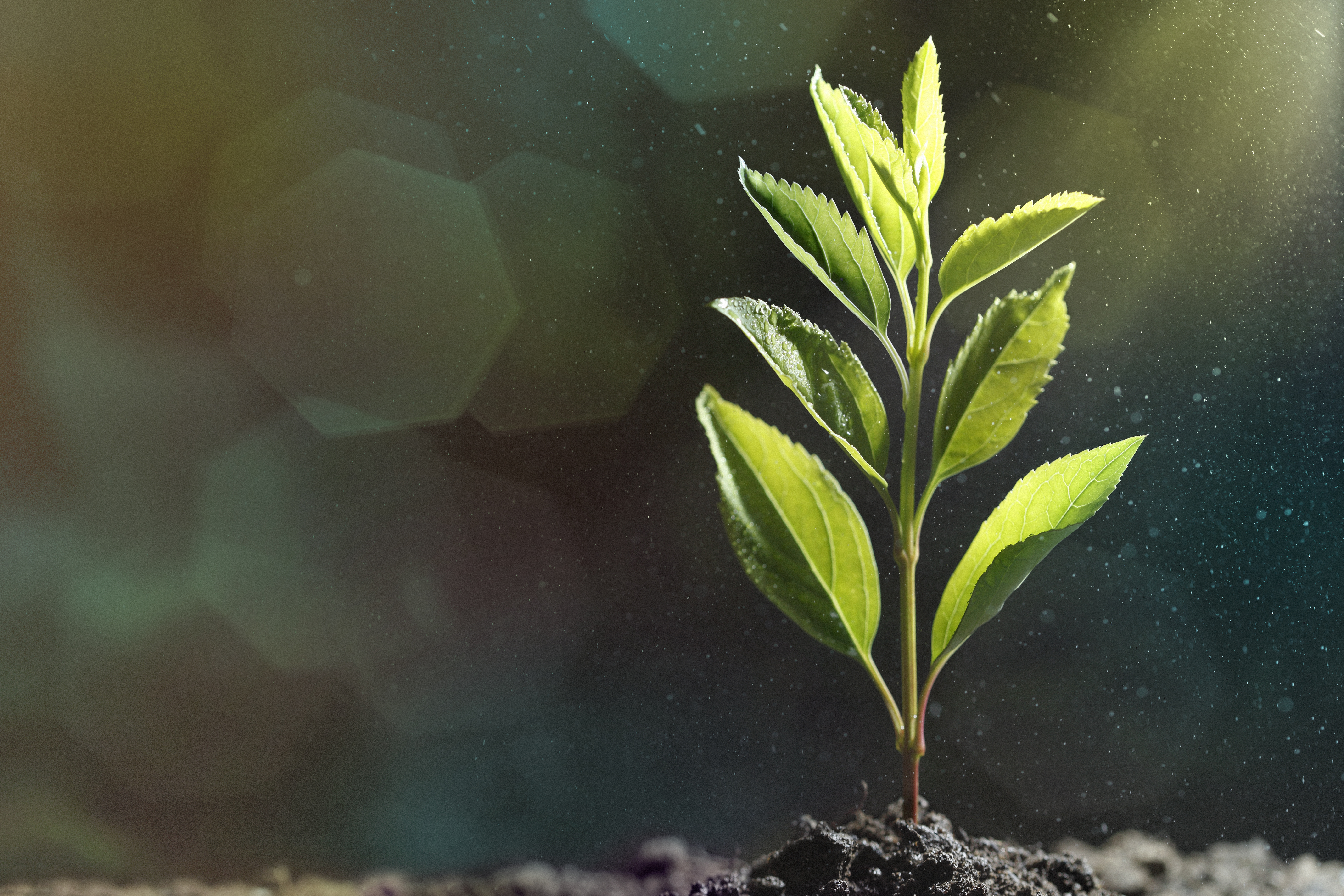 Green sprouts in the rain