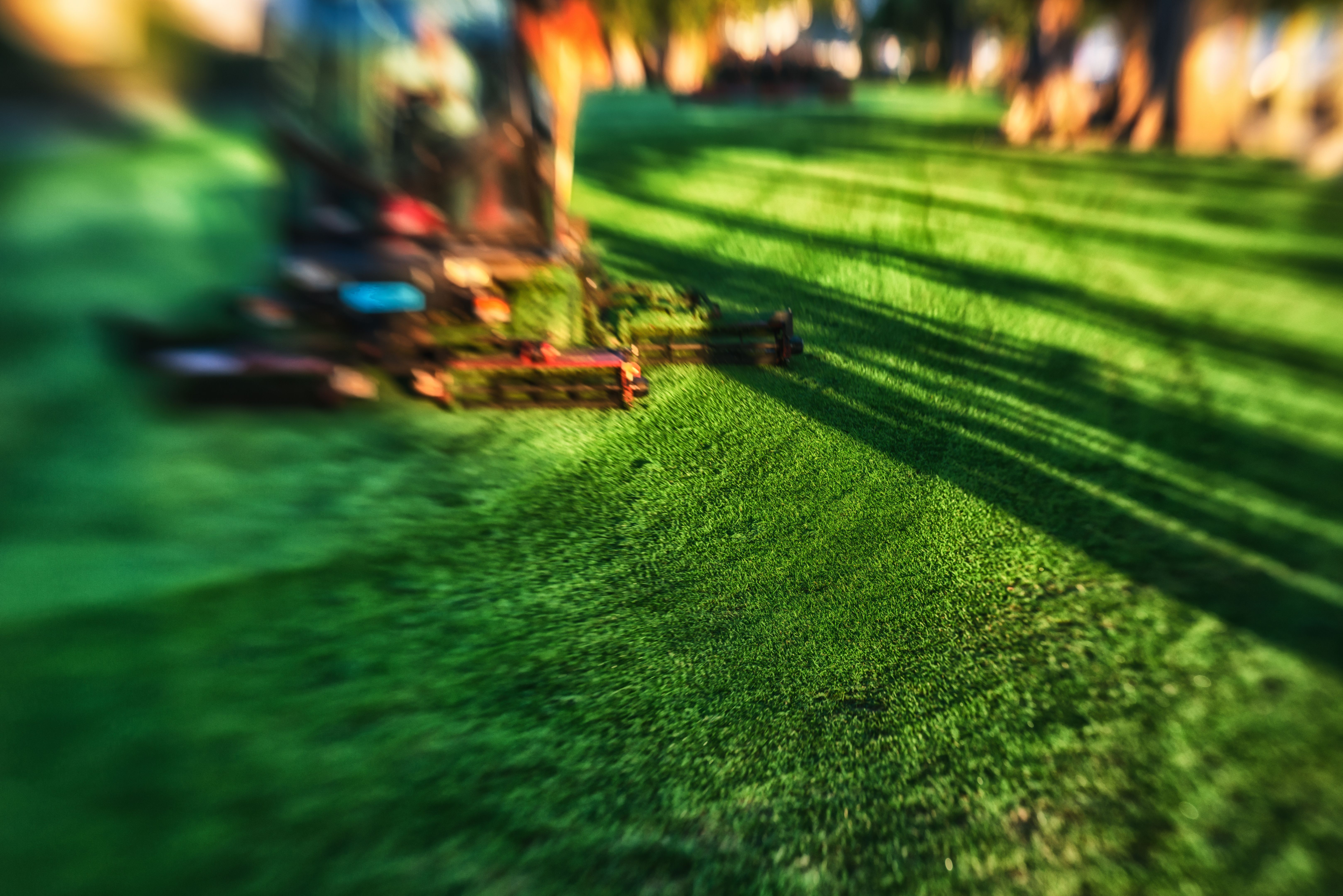 professional lawn care