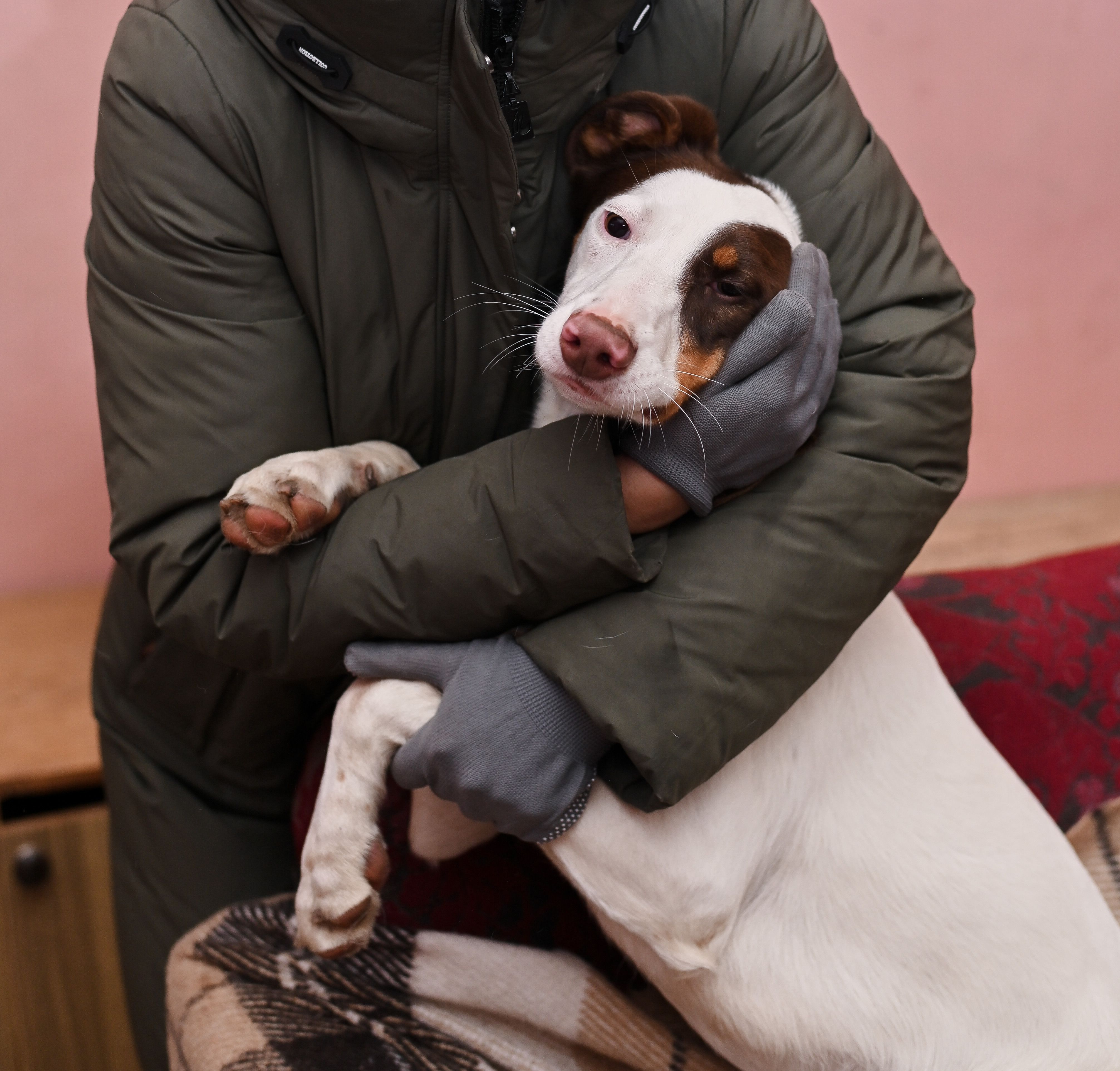 white mongrel dog in the hands of a volunteer