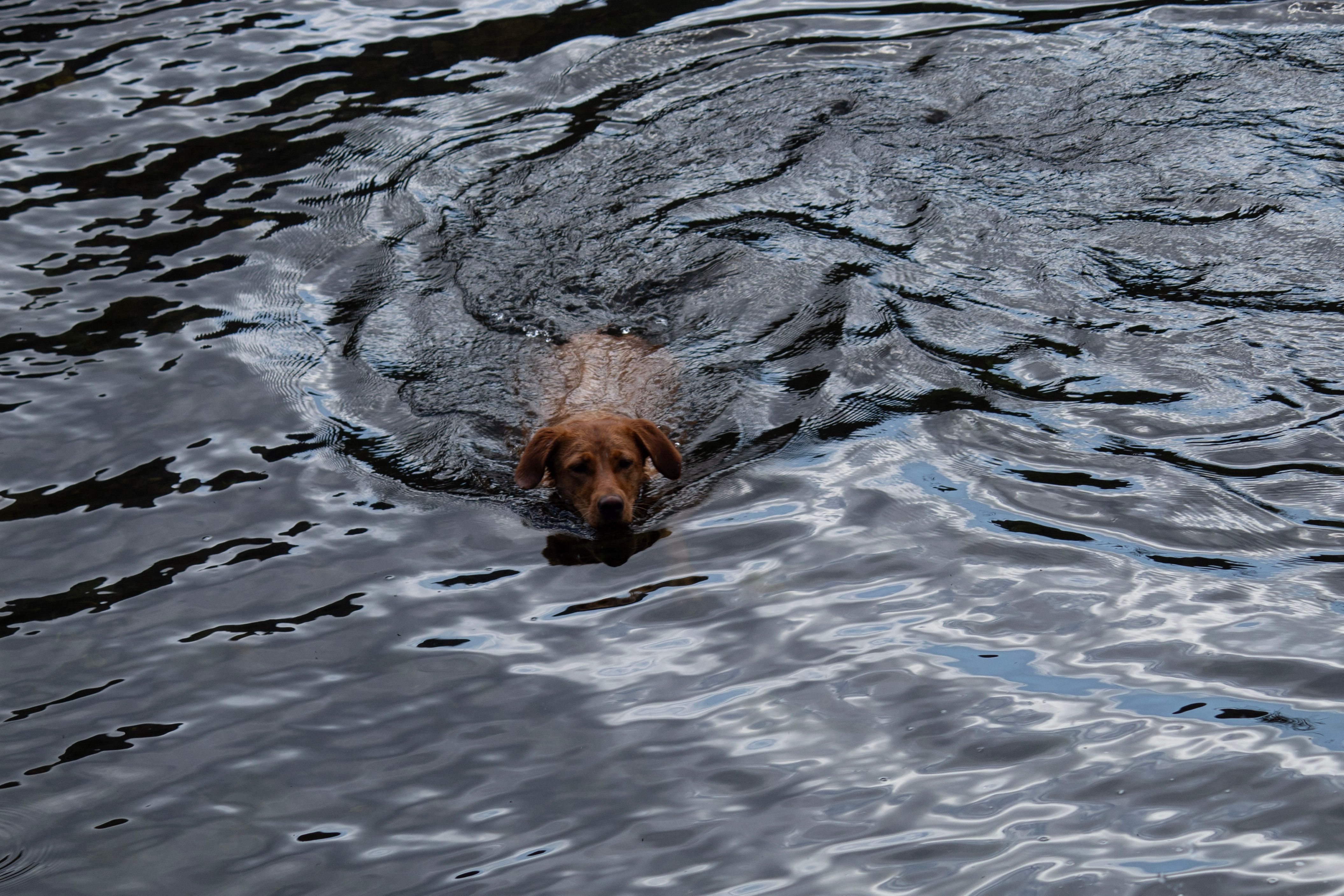 labrador swimming