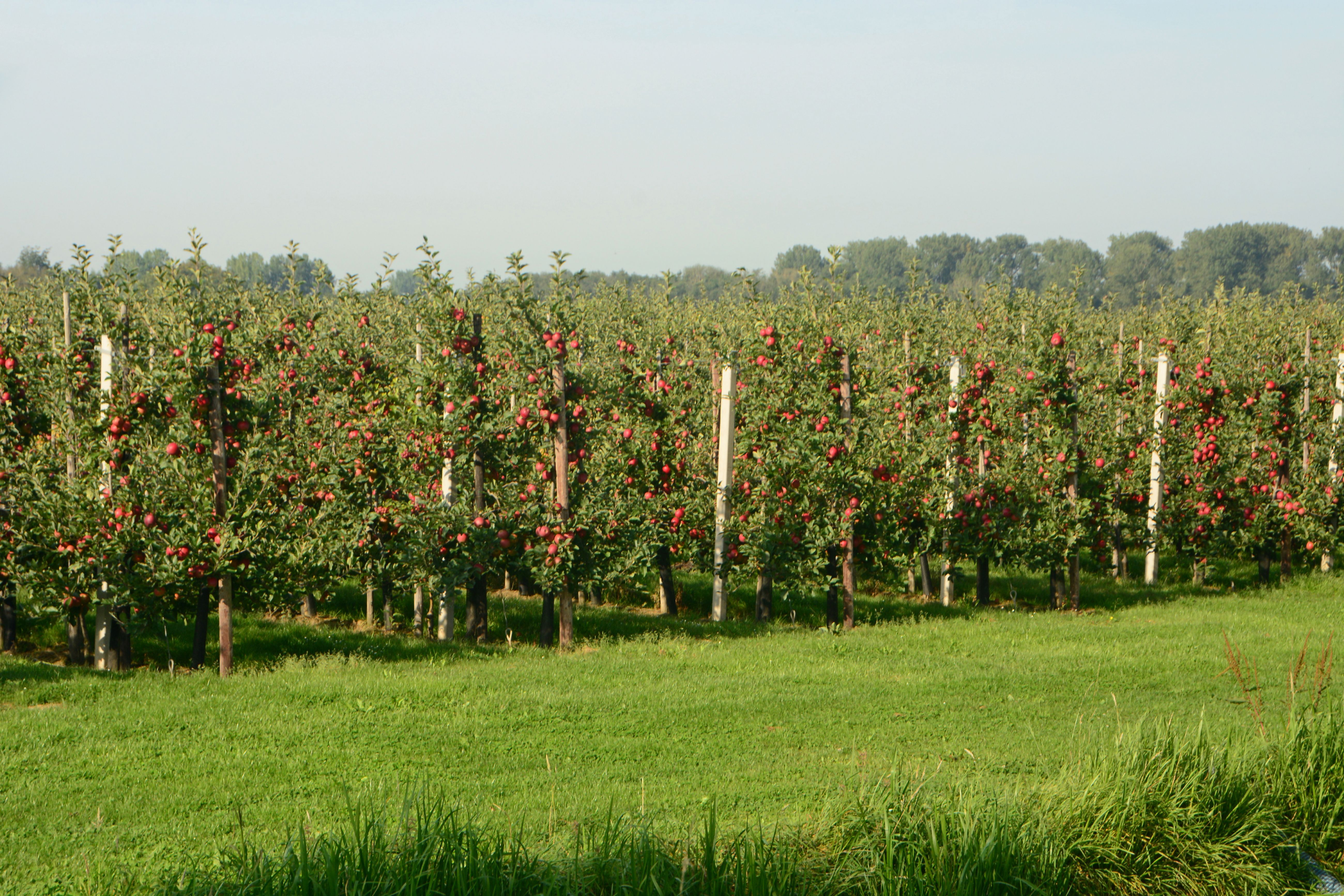 apple orchard