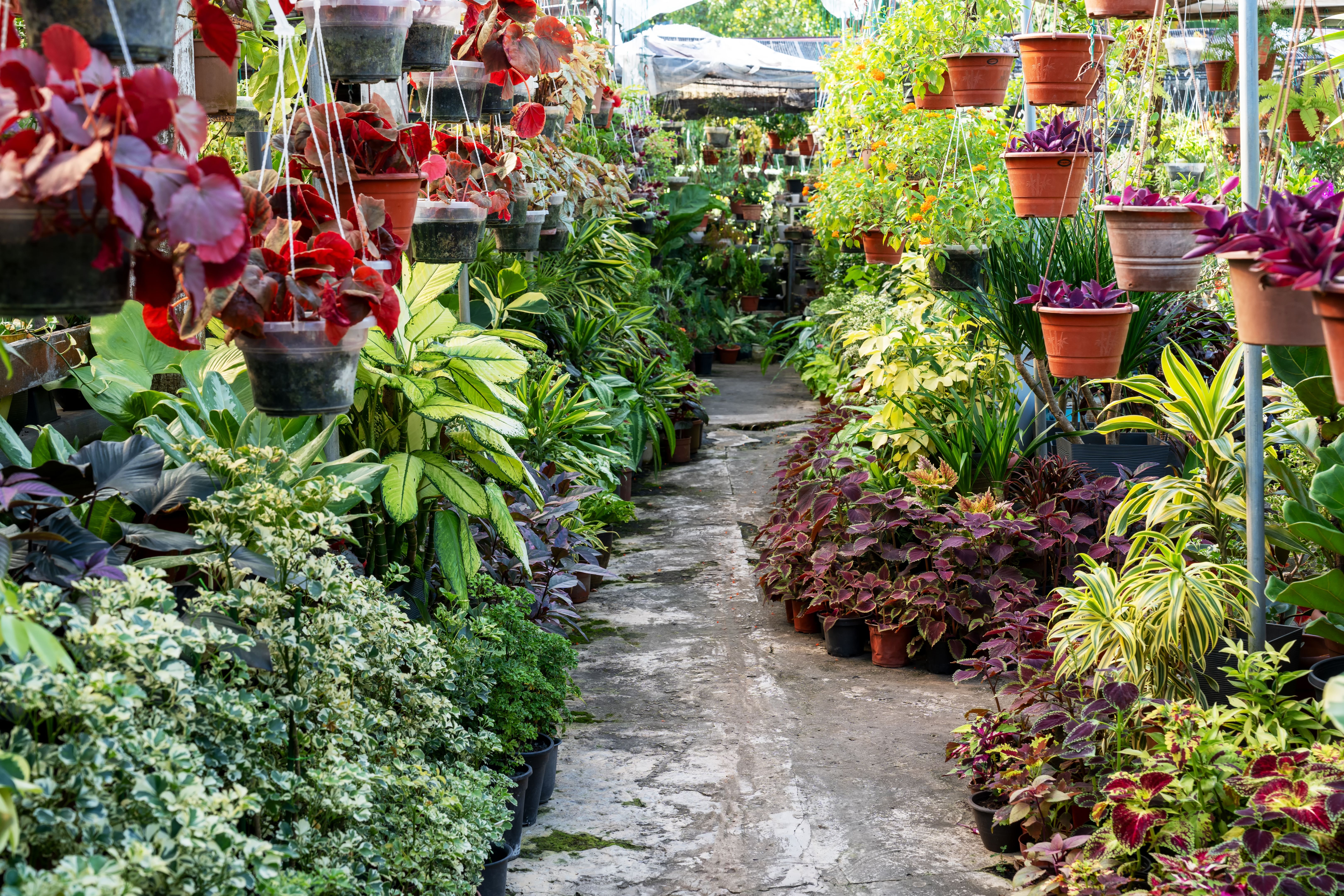 Garden Pots Photo Gallery – Cheadle Staffordshire