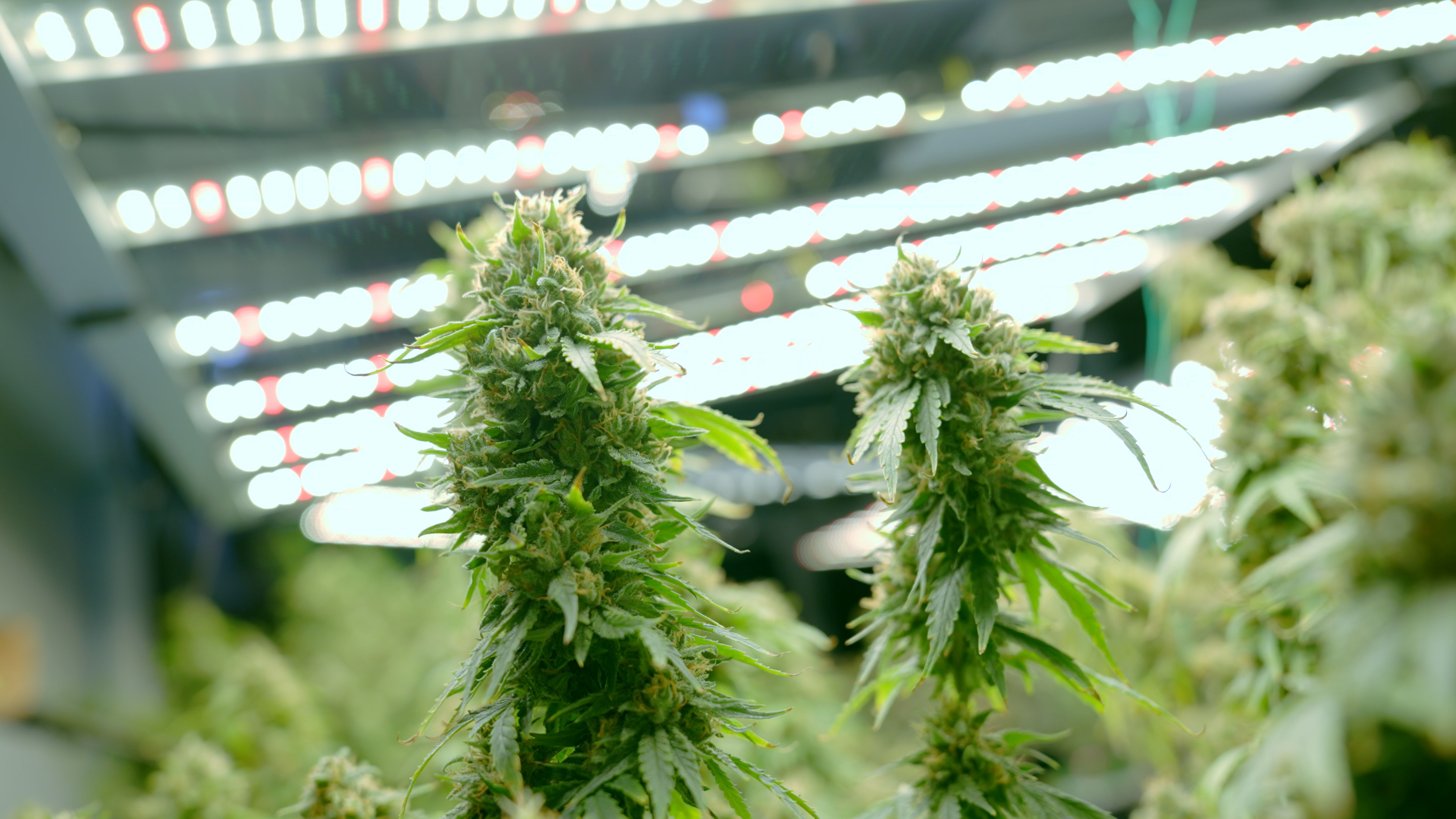 cannabis cultivation