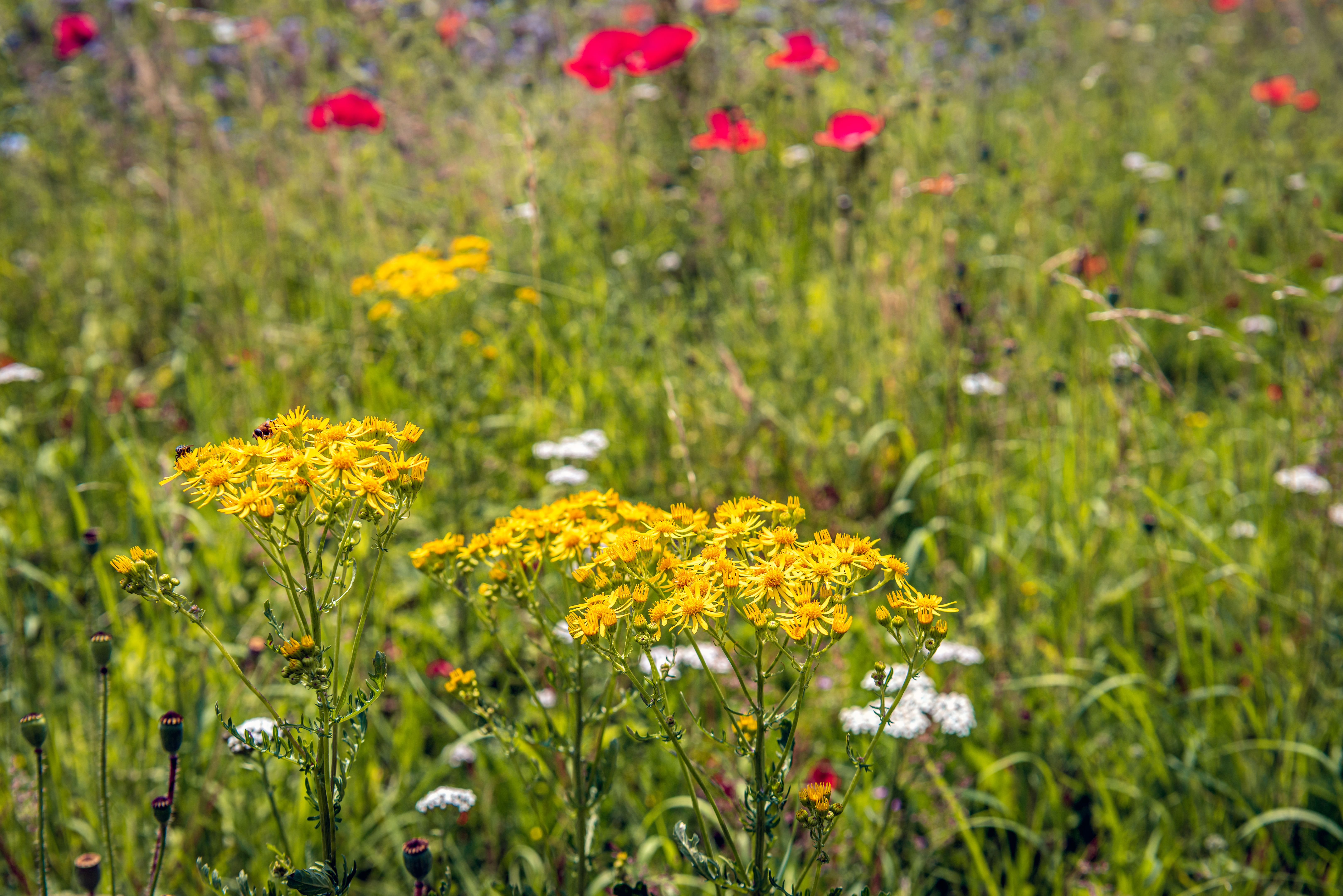 Closeup of yellow blooming common ragwort