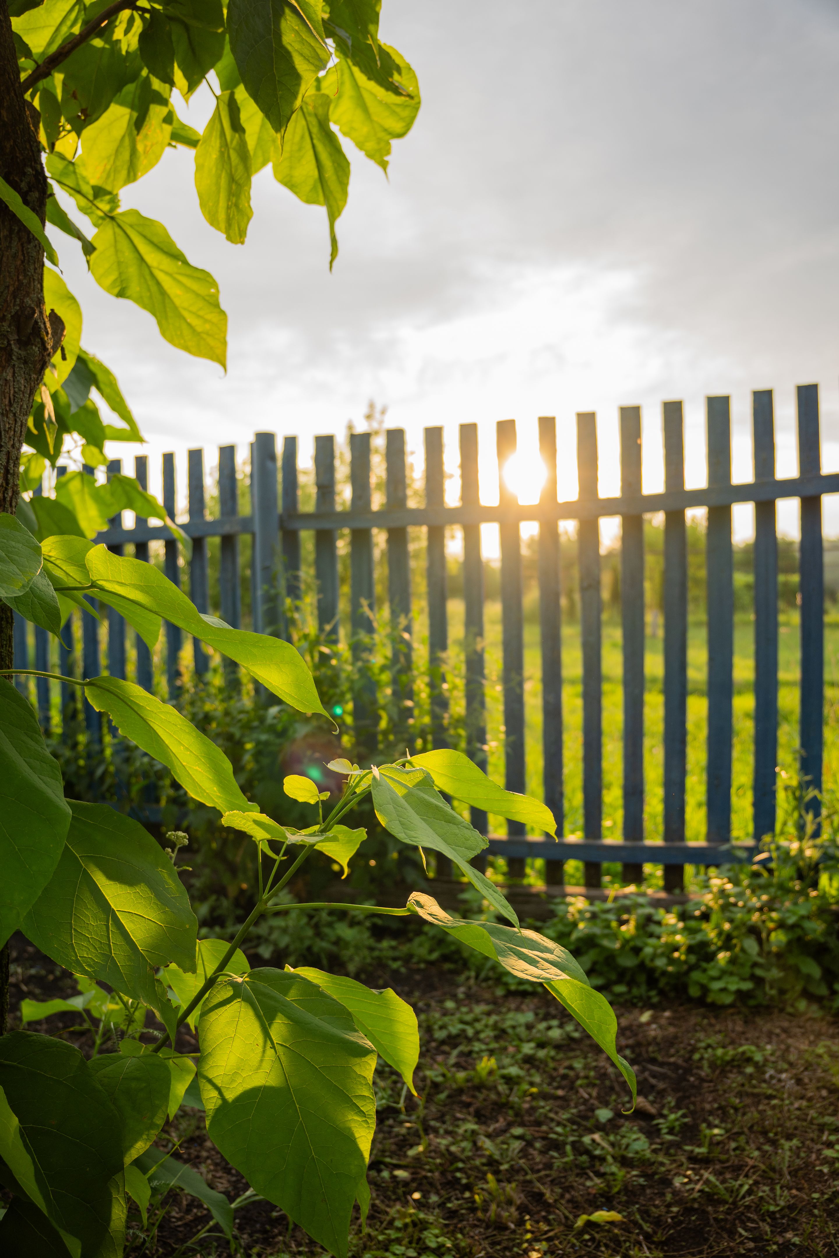 custom backyard fence
