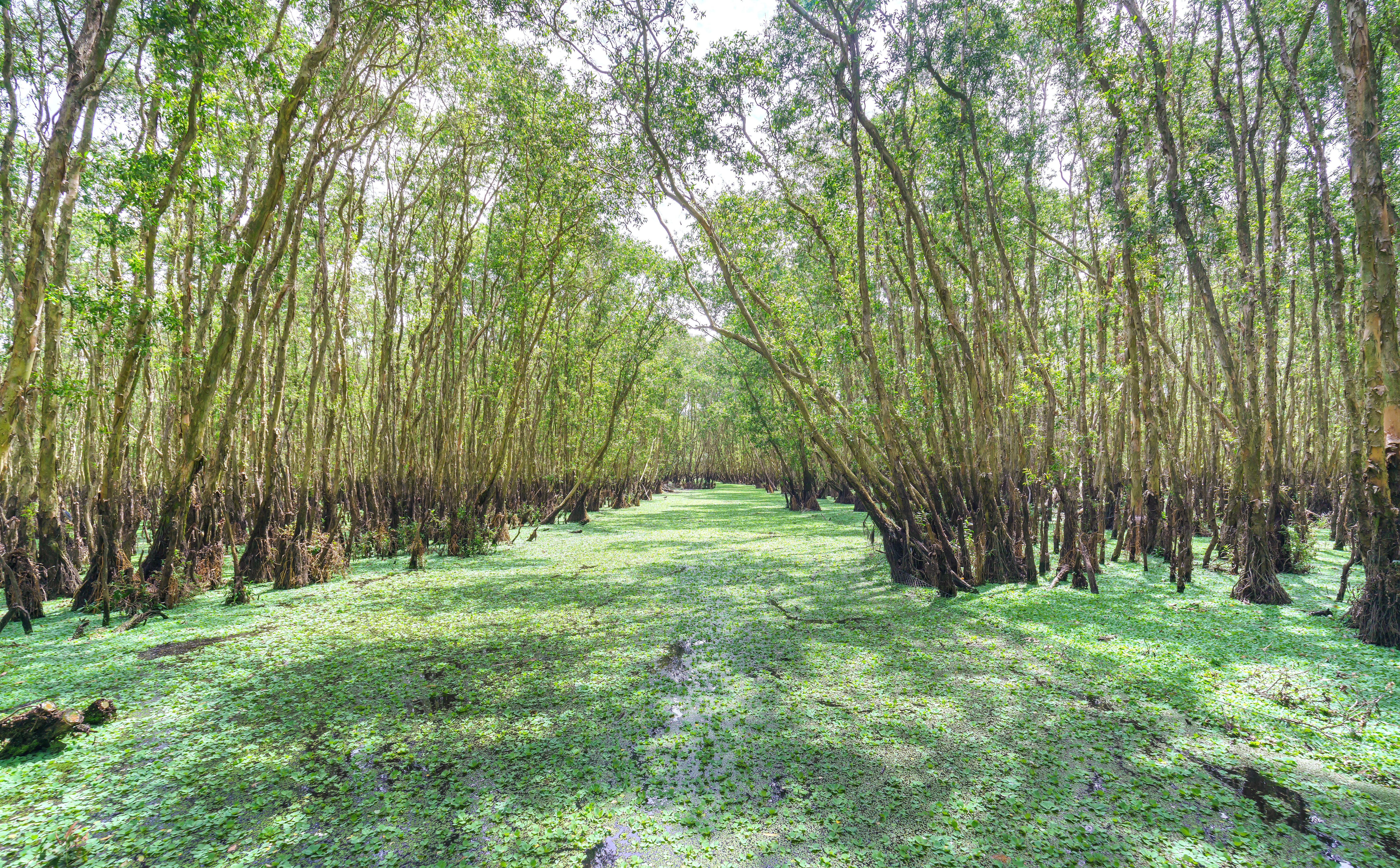 Melaleuca forest in sunny morning