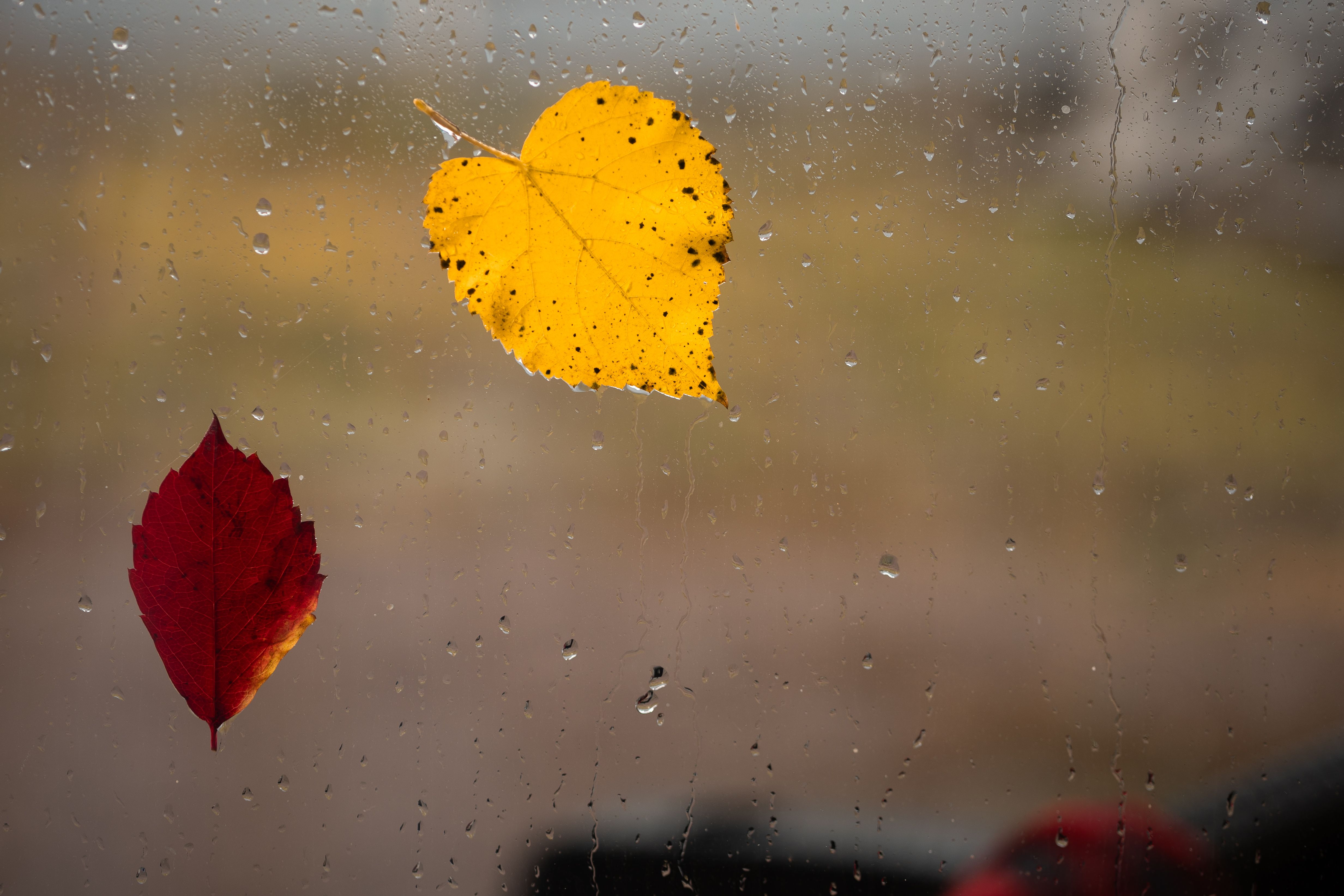 autumn leaves window