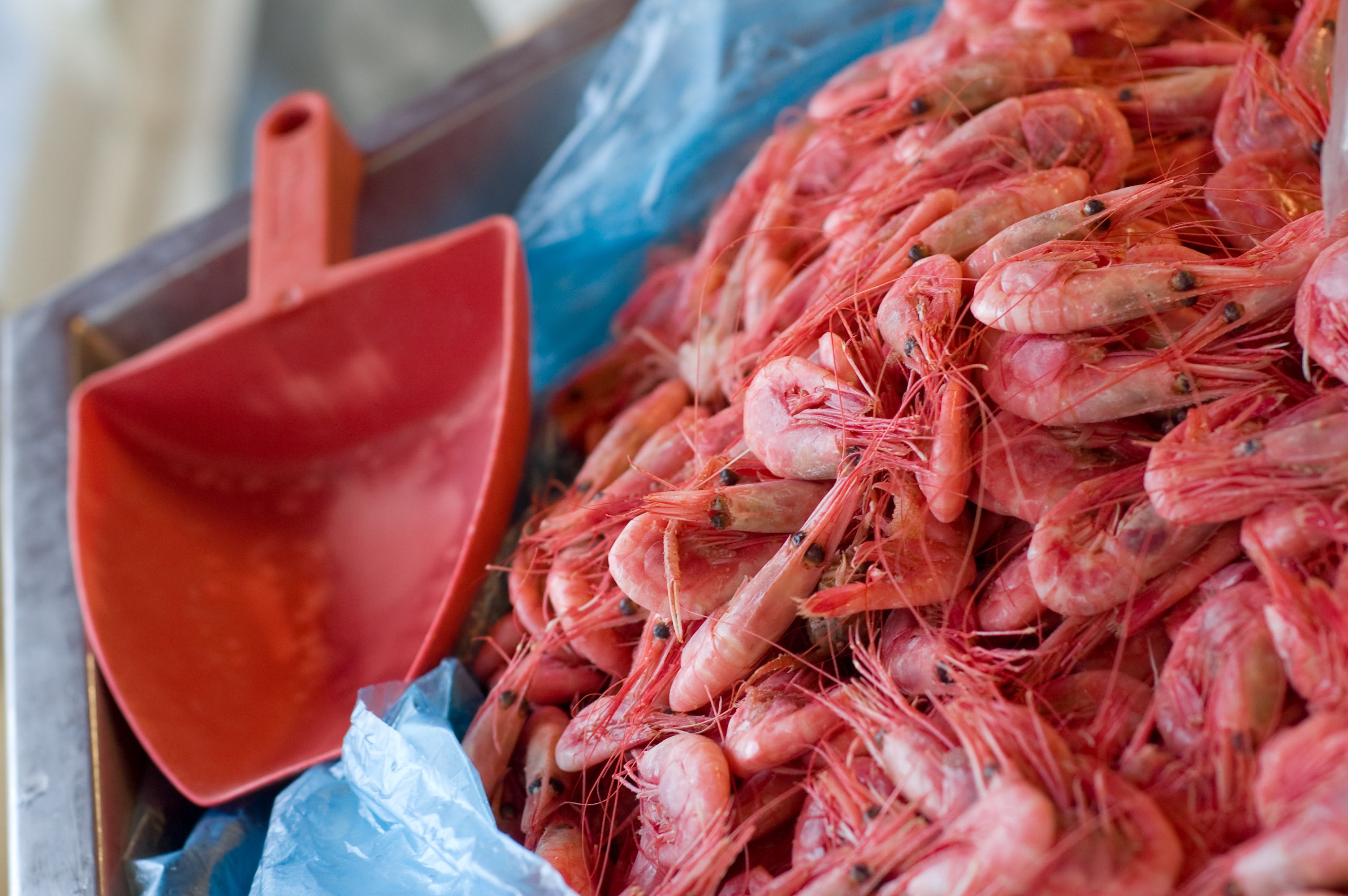 shrimp fishing Norway