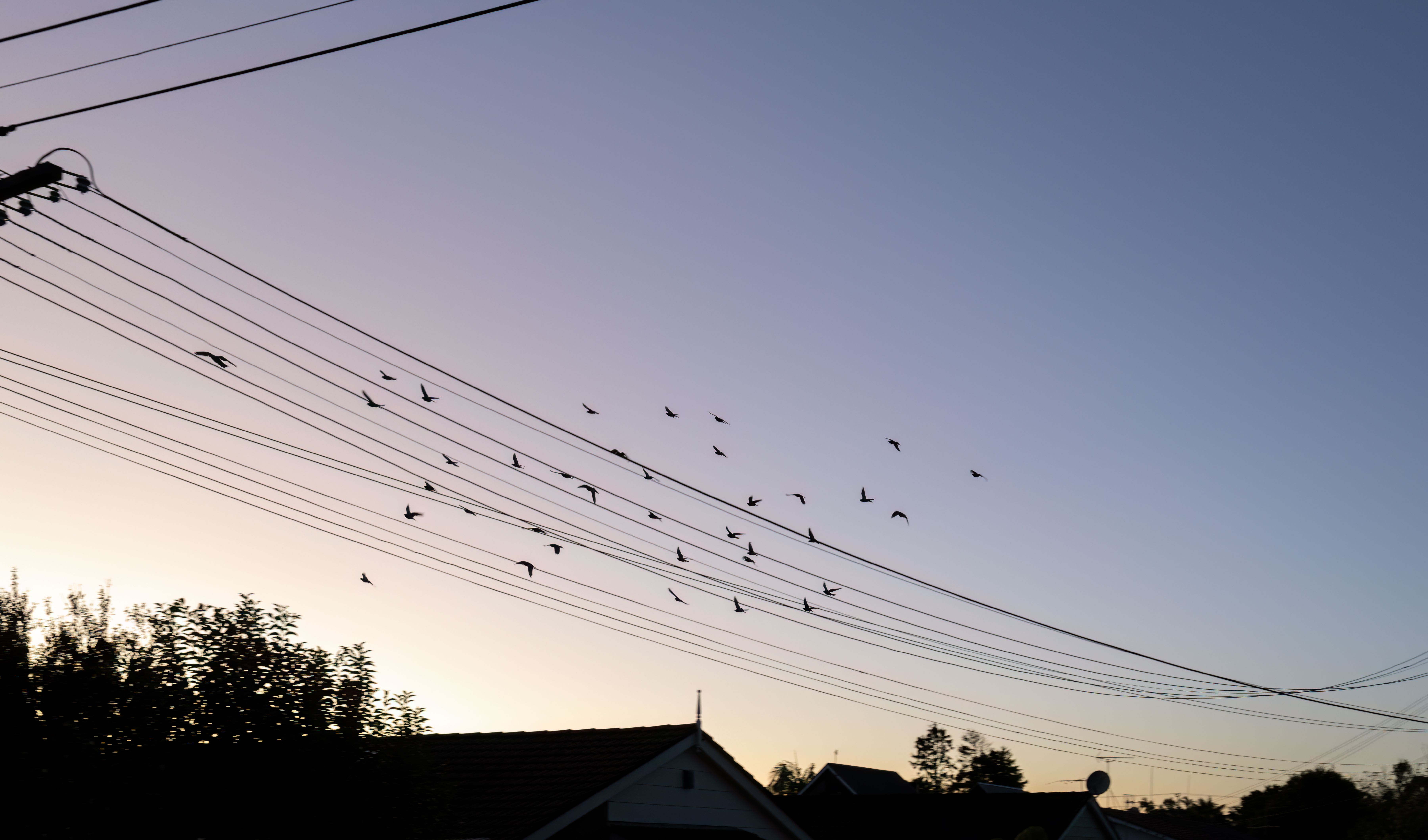 birds flying power lines