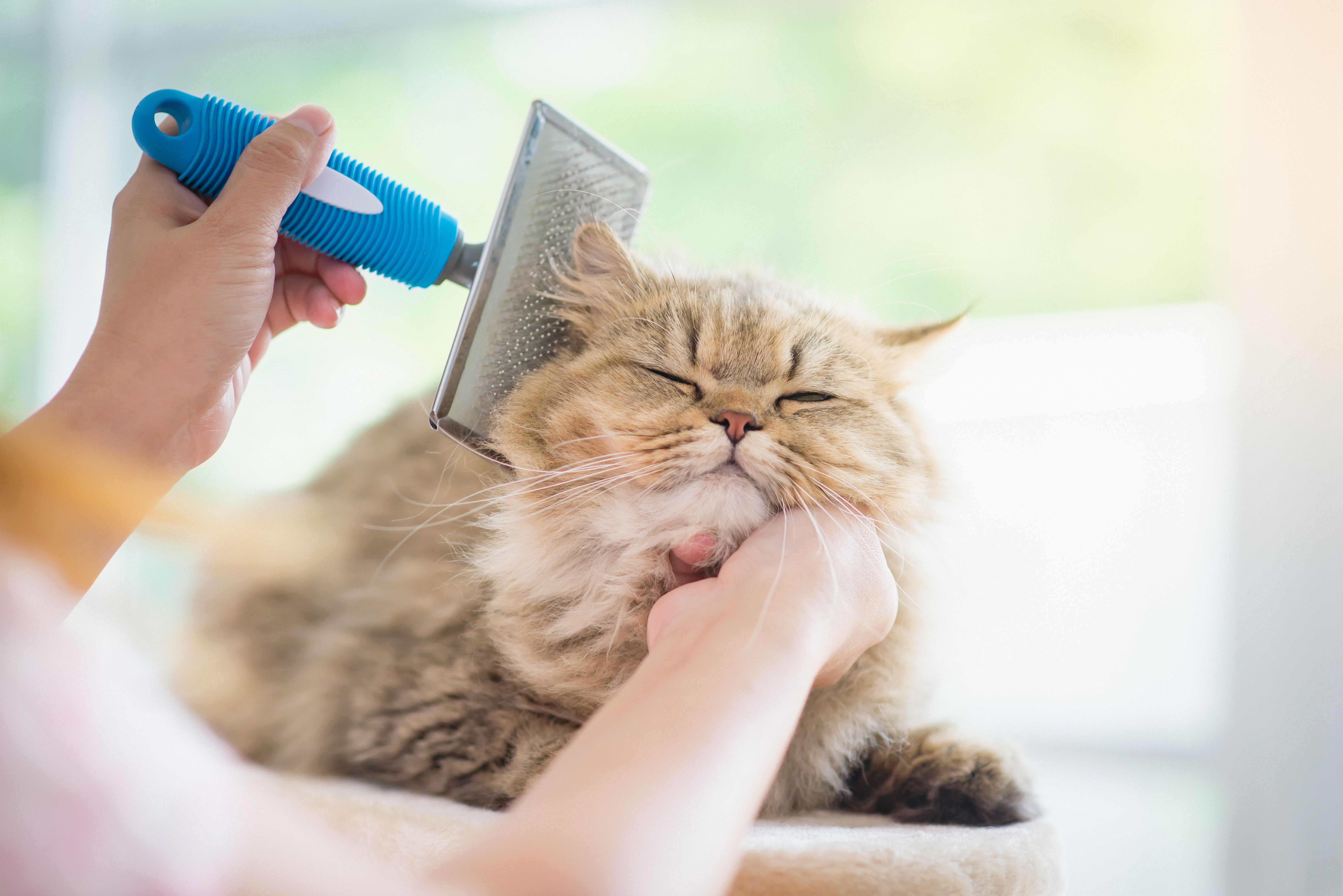 cat grooming