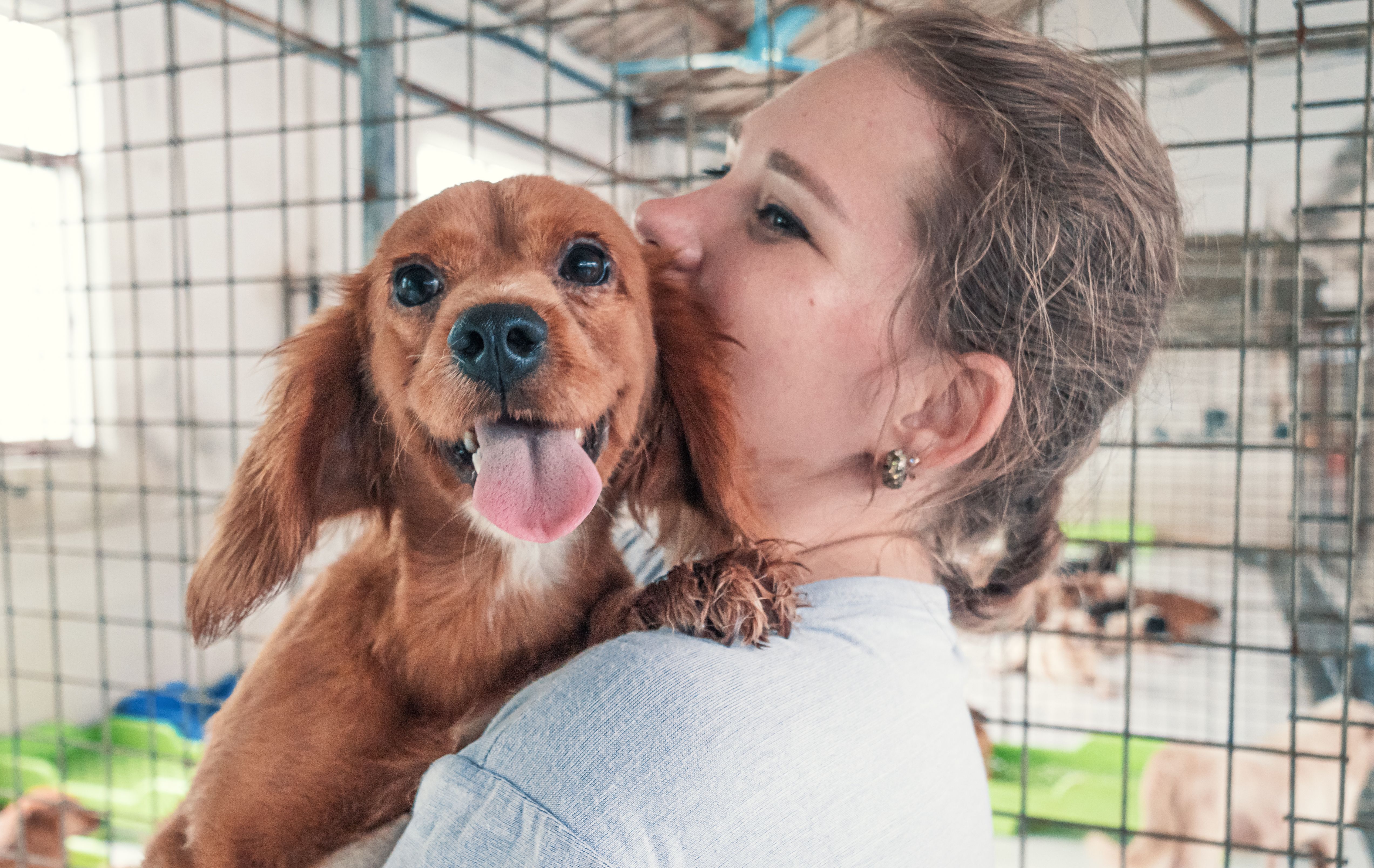pet adoption