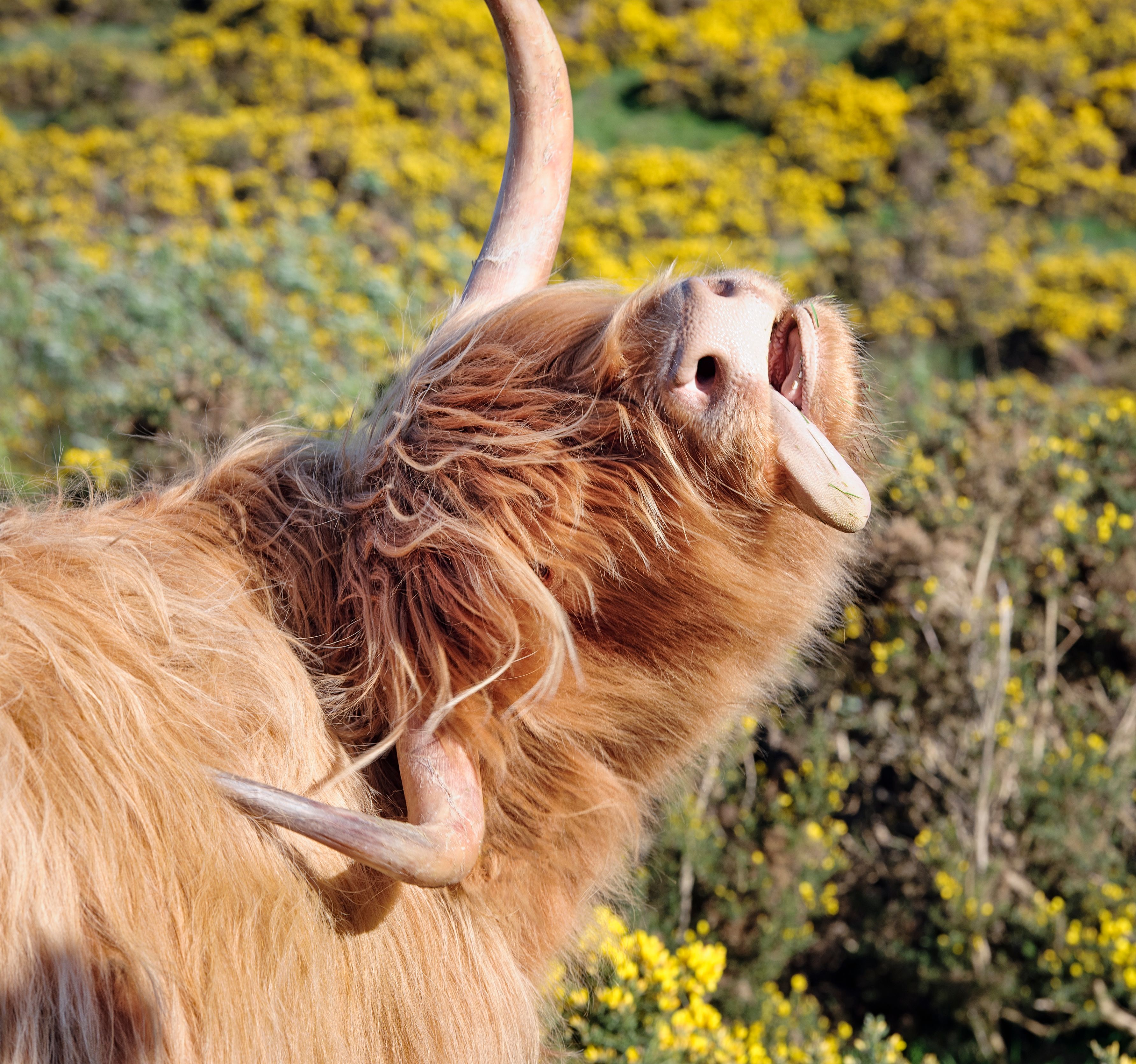 highland cattle grooming