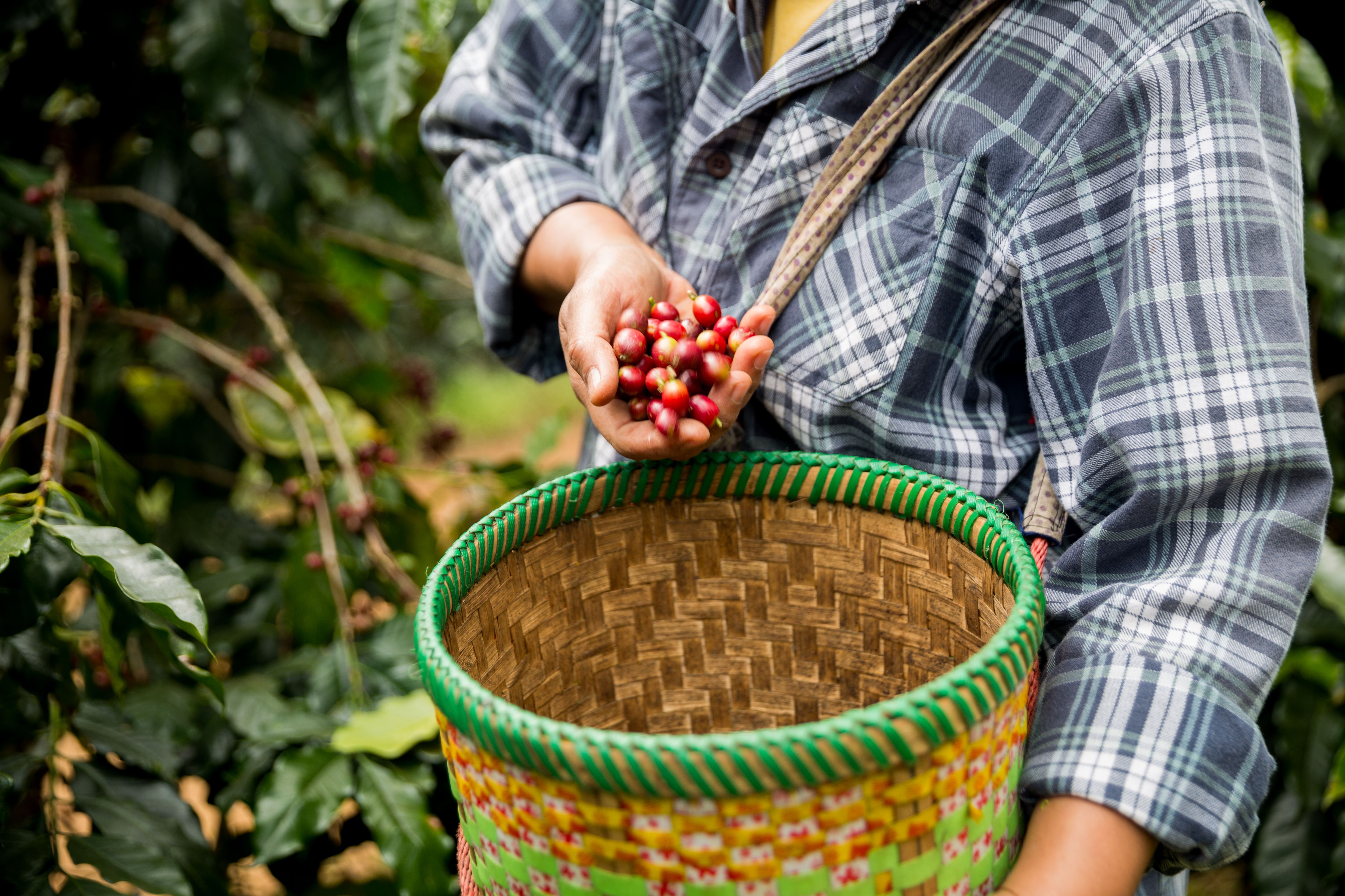 coffee farm