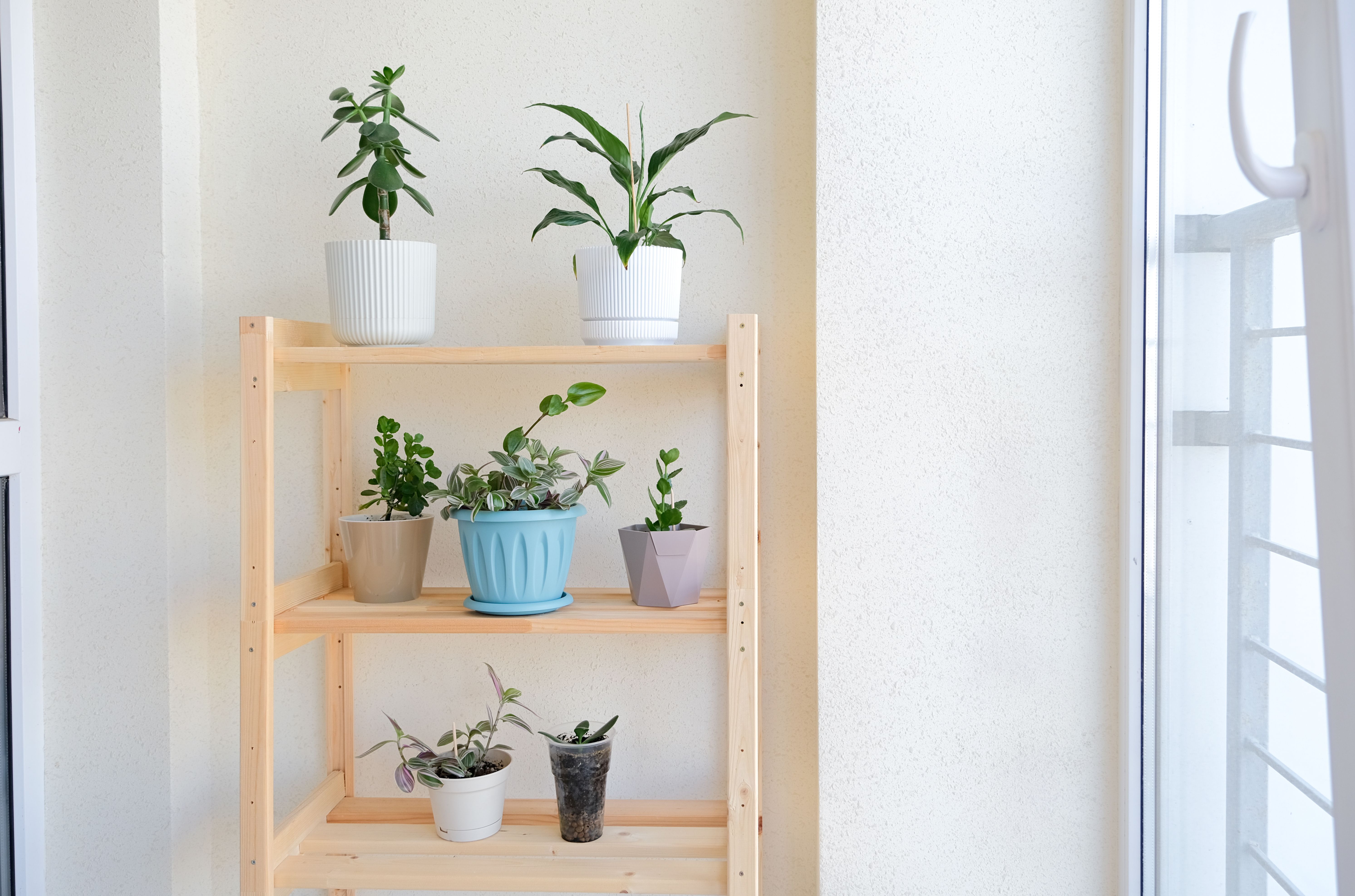 shelf life extension