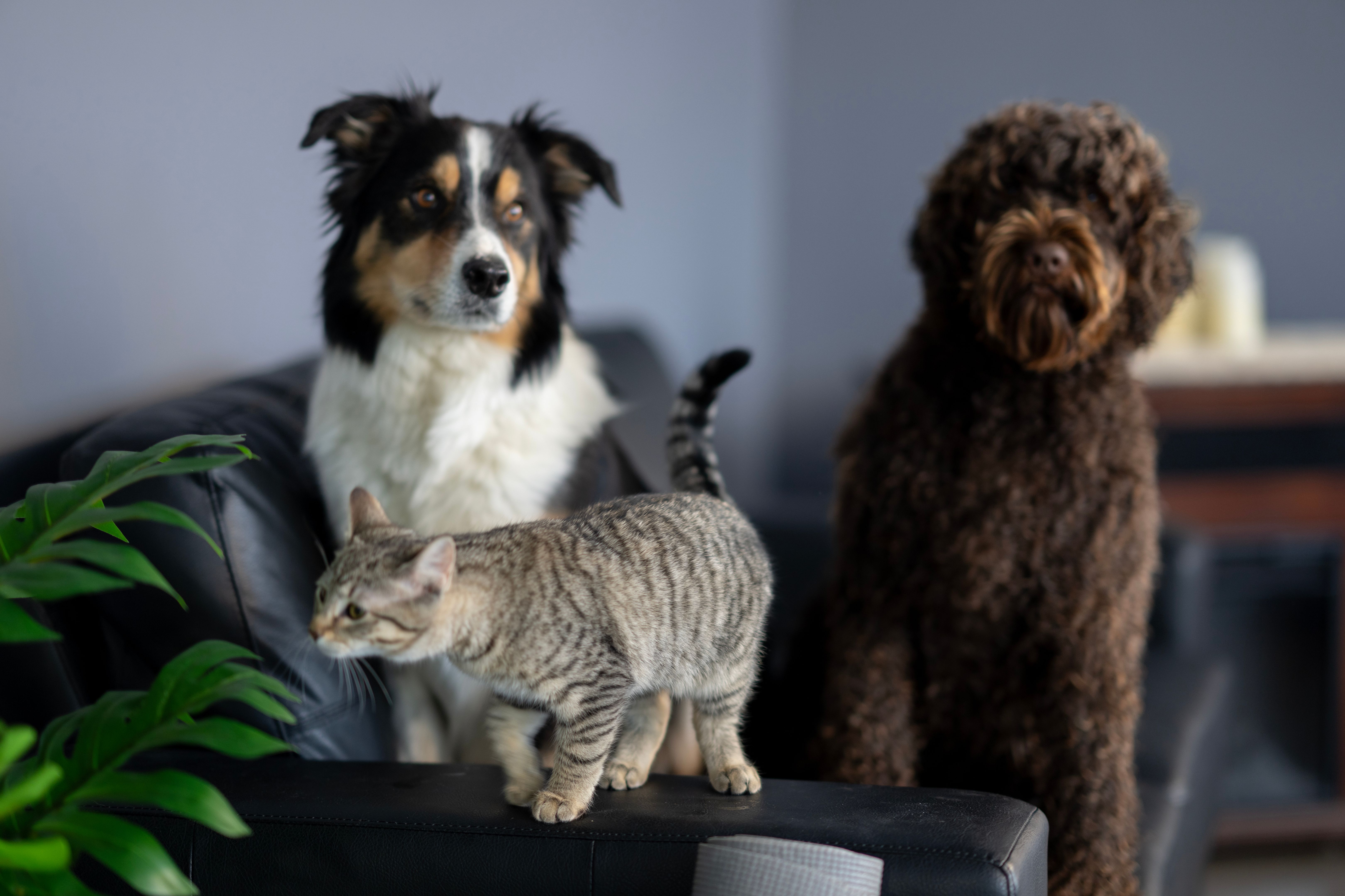 dog cat family