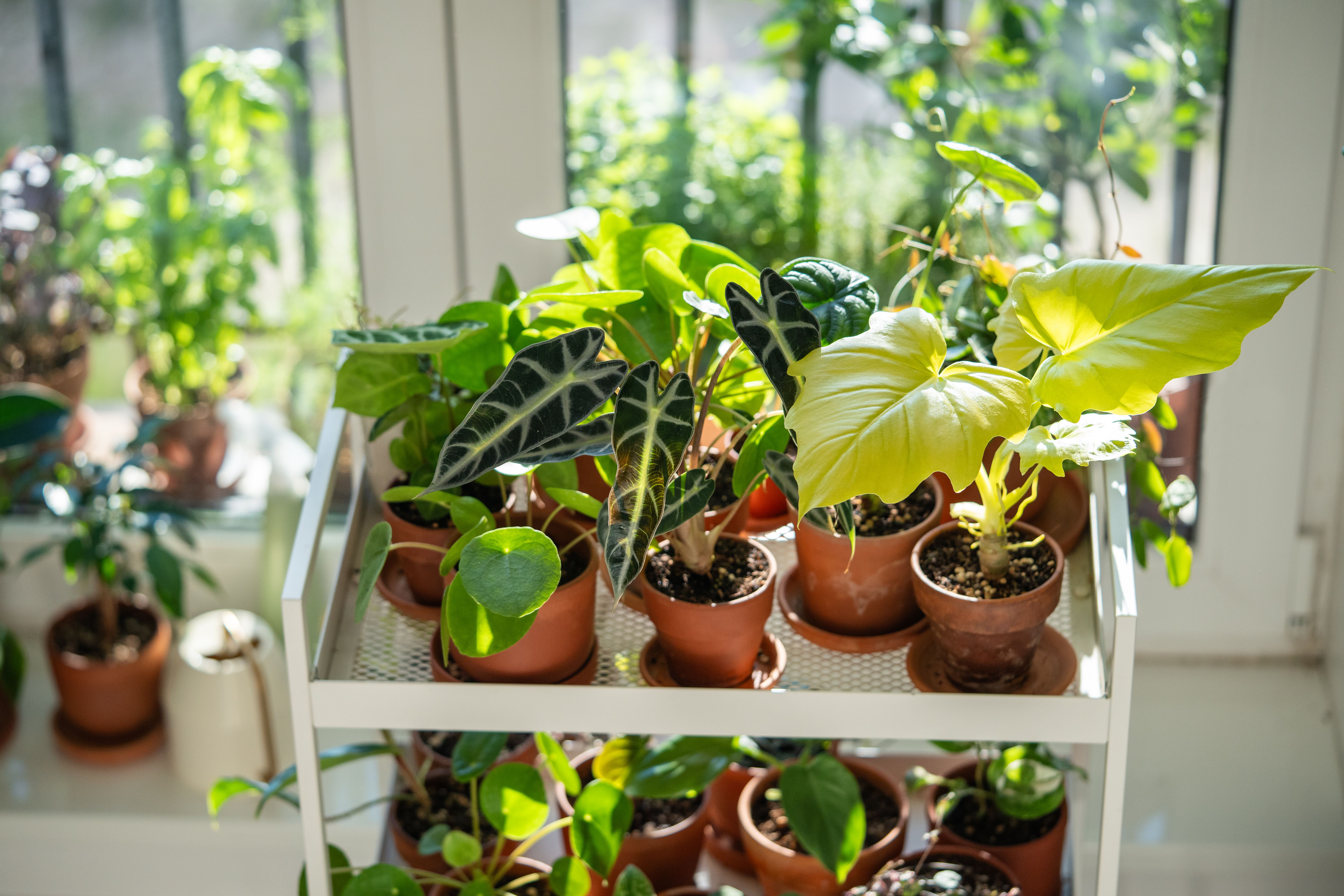 indoor plants conservatory