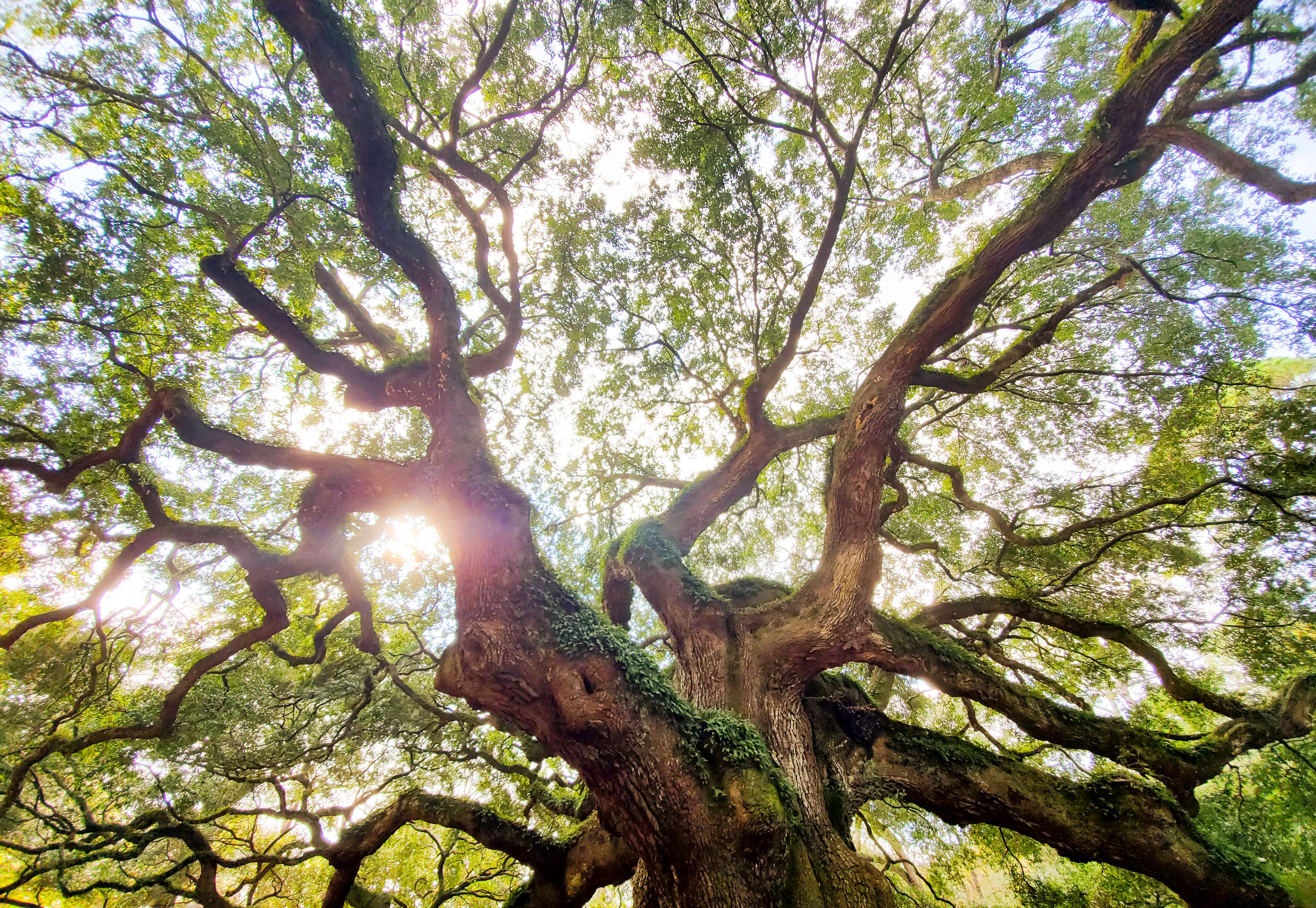 Majestic Angel Oak Tree with Sun in South Carolina USA Majestic Angel Oak Tree with Sun in South Carolina USA