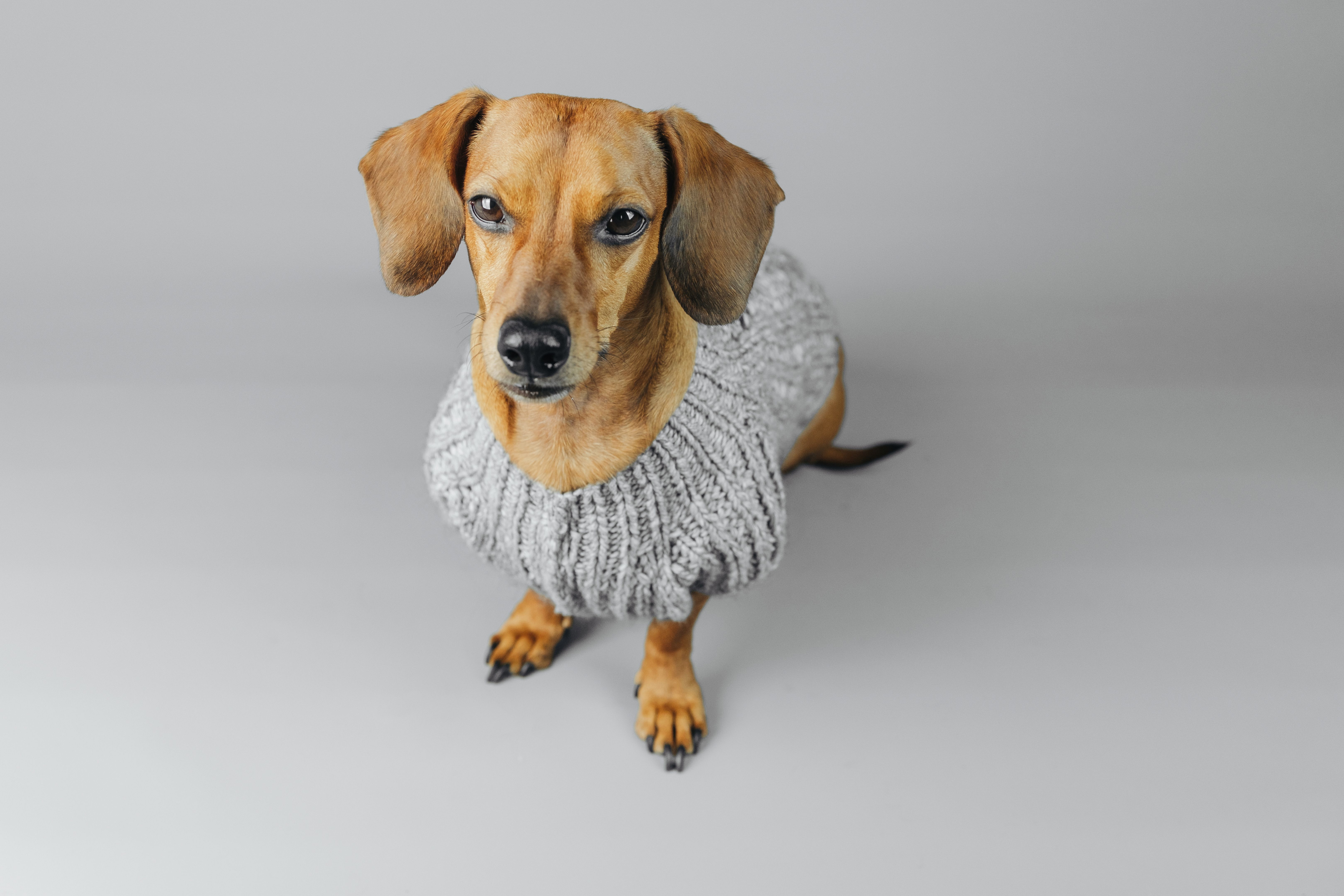 dog sweater