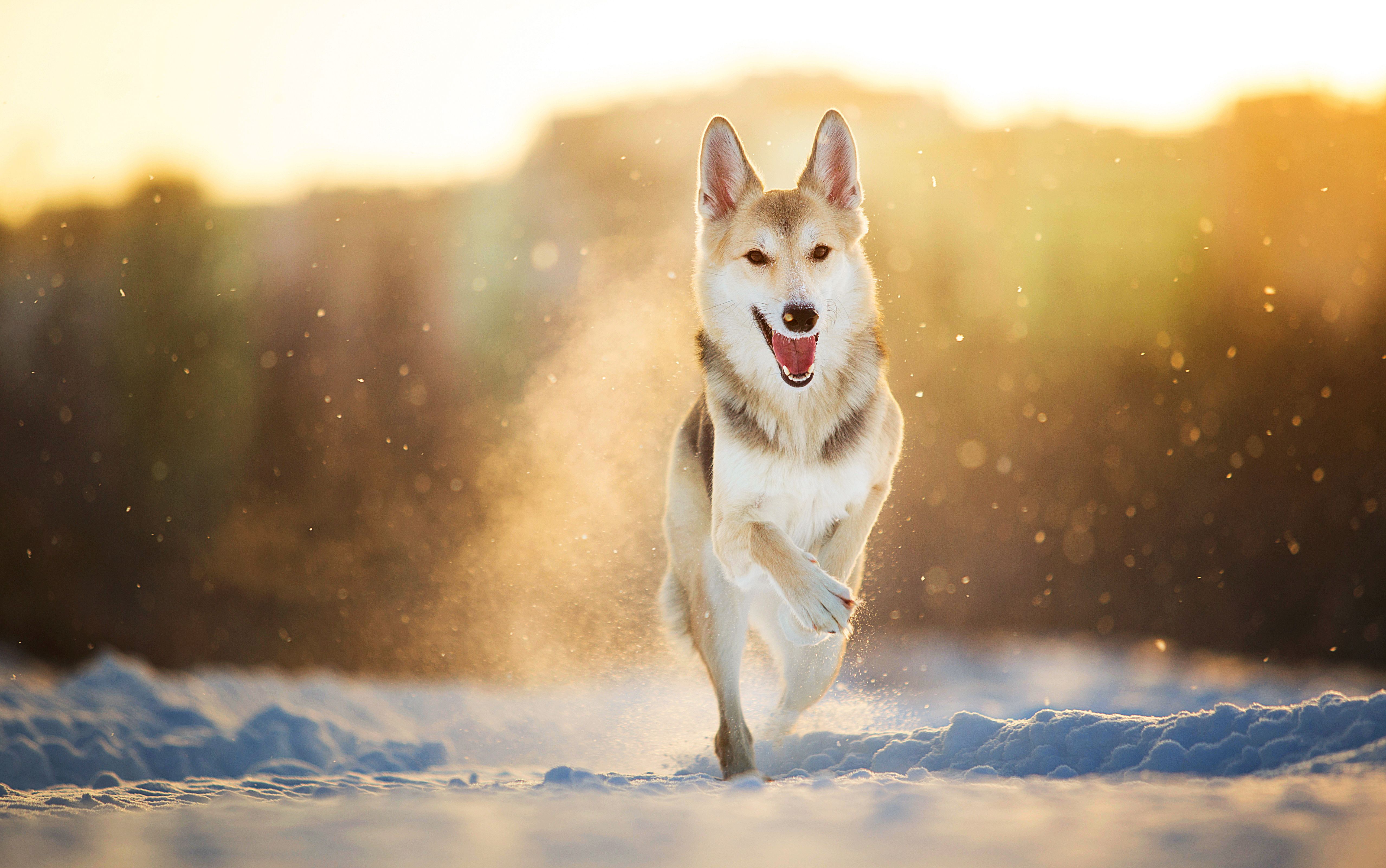 Portrait of a happy mongrel dog walking at meadow in winter in sunset Portrait of a happy mongrel dog walking at meadow in winter in sunset