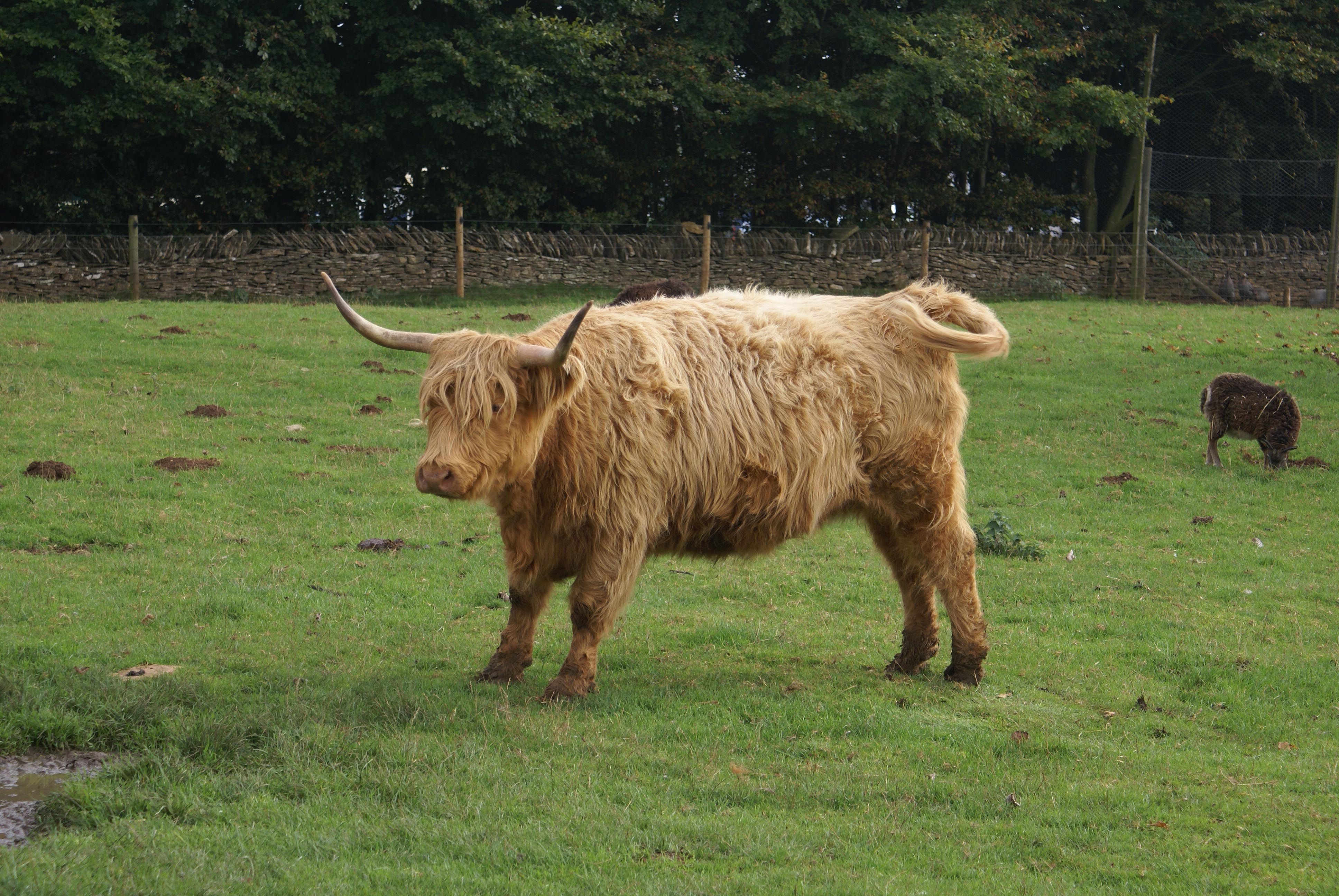 highland cattle traits