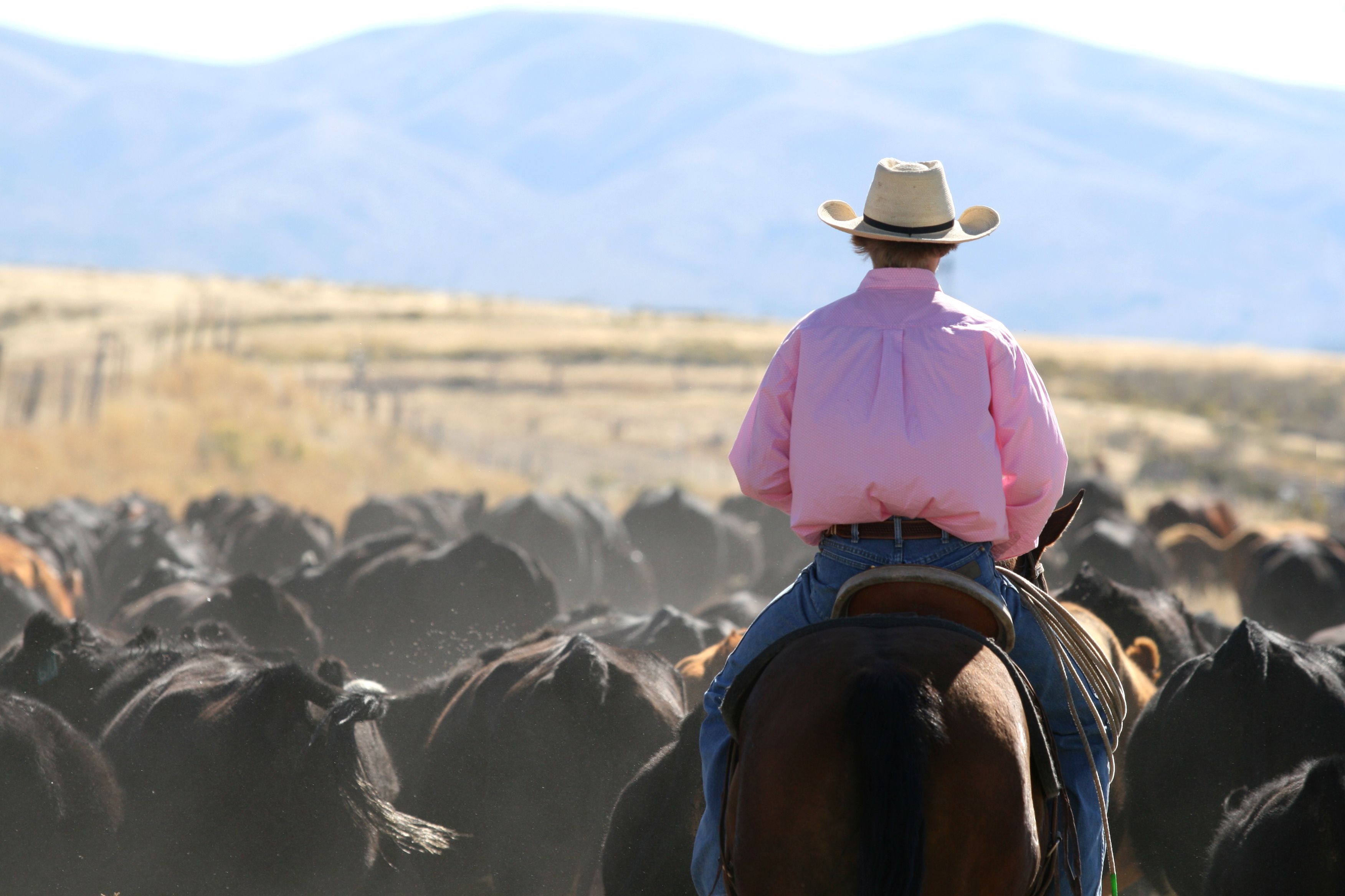 Cowboy in pink shirt behind heard of cattle livin' the cowboy way