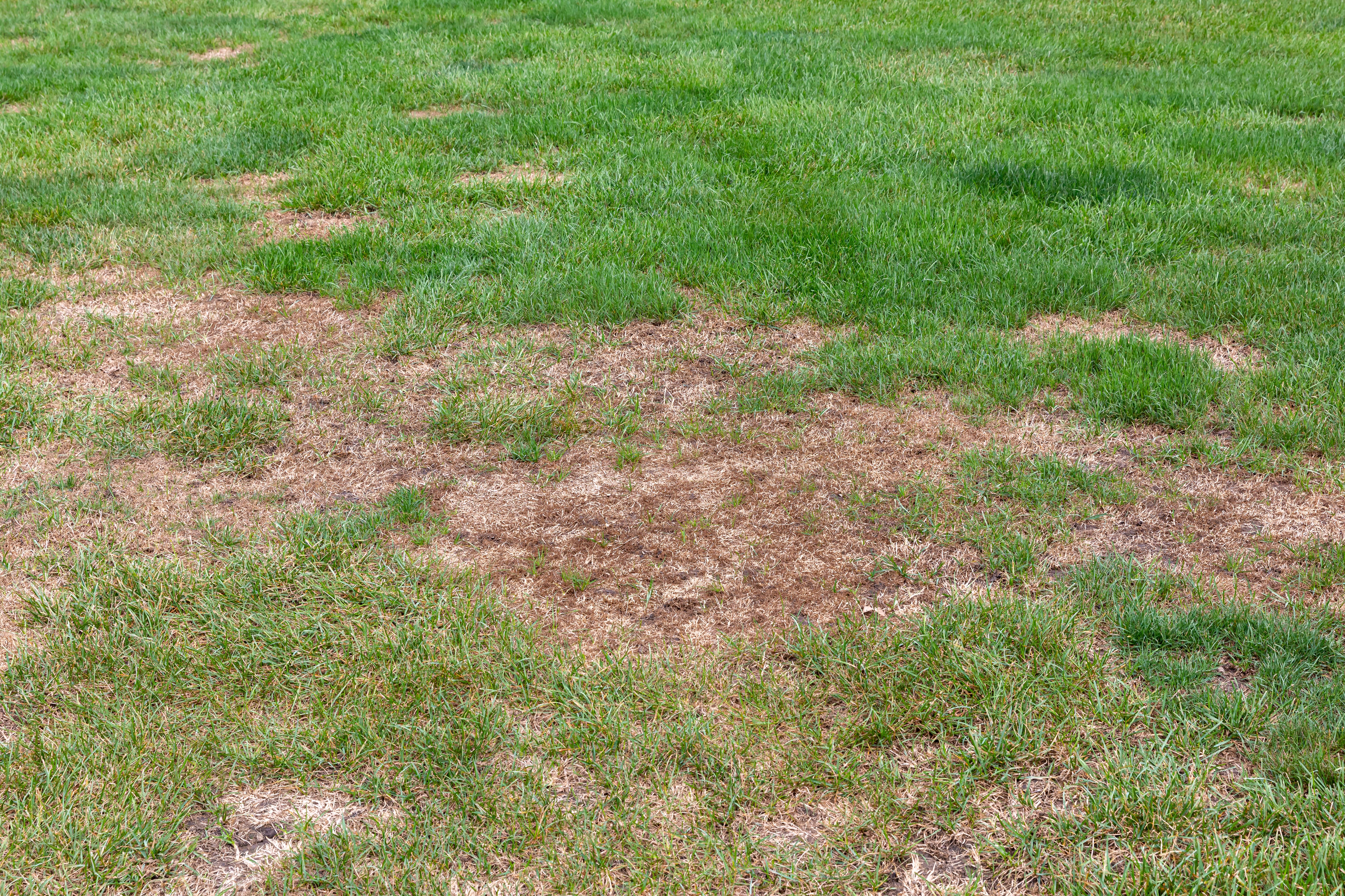 troubleshooting lawn problems