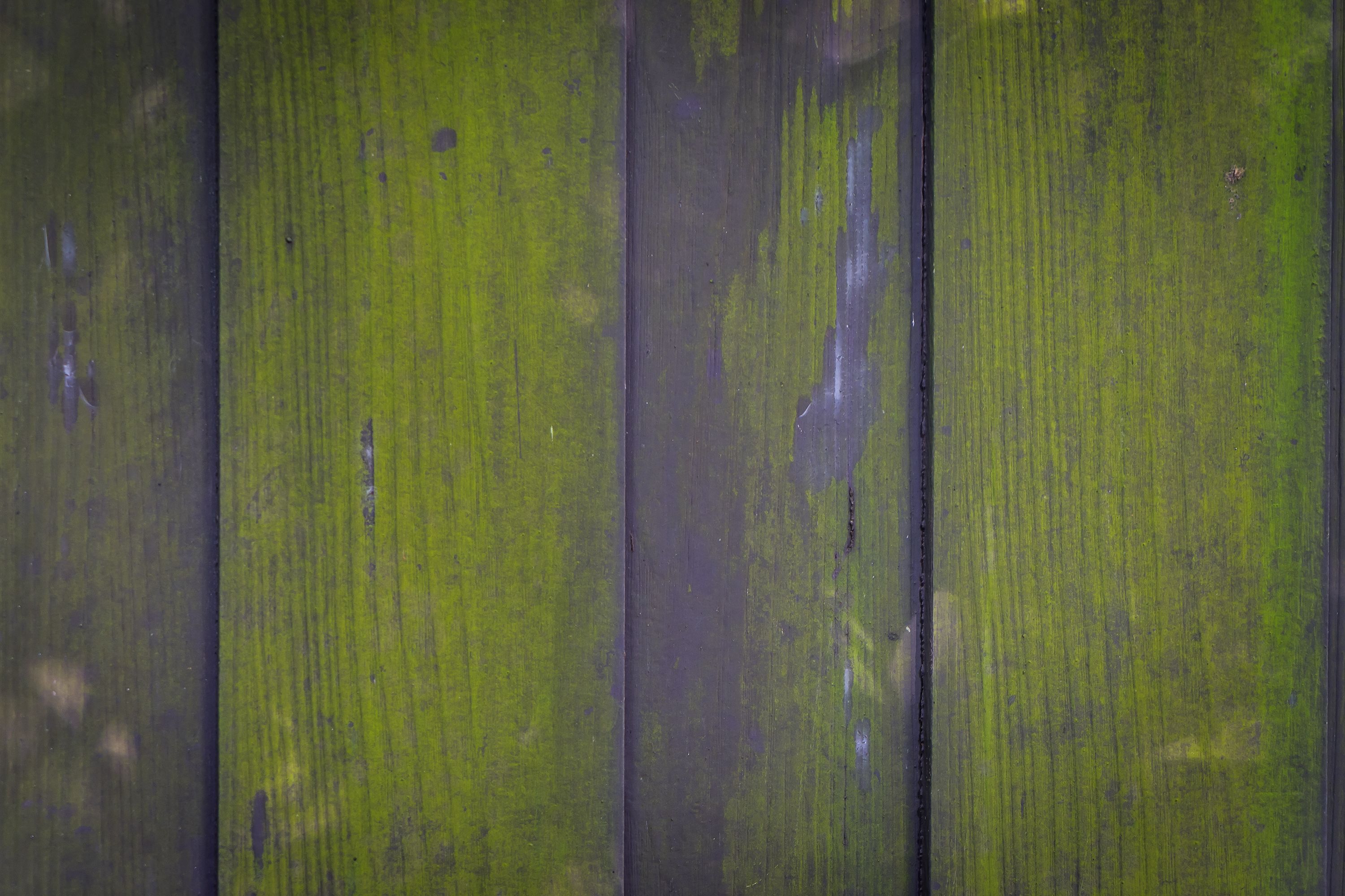 moldy fence