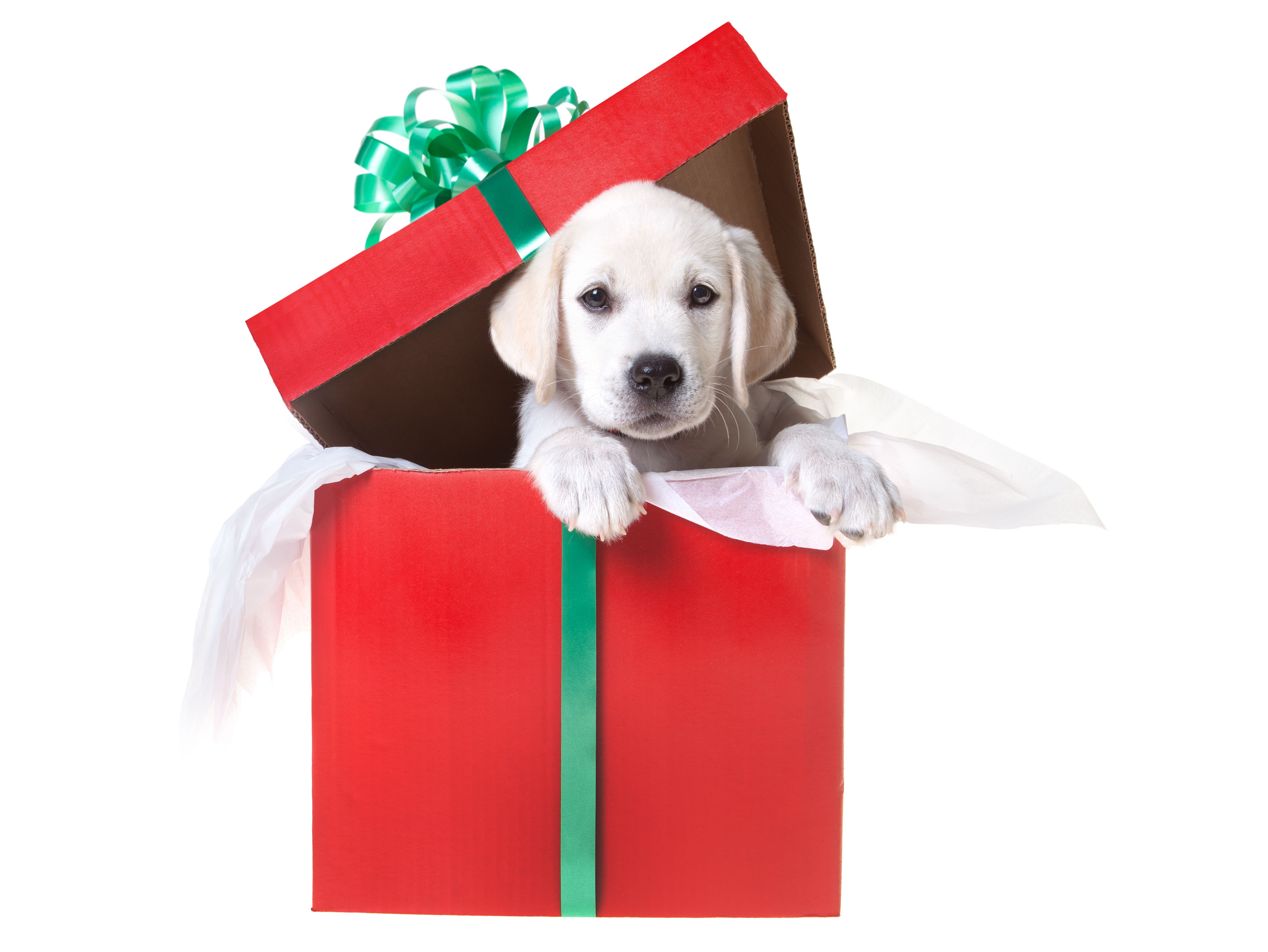 pet gifts