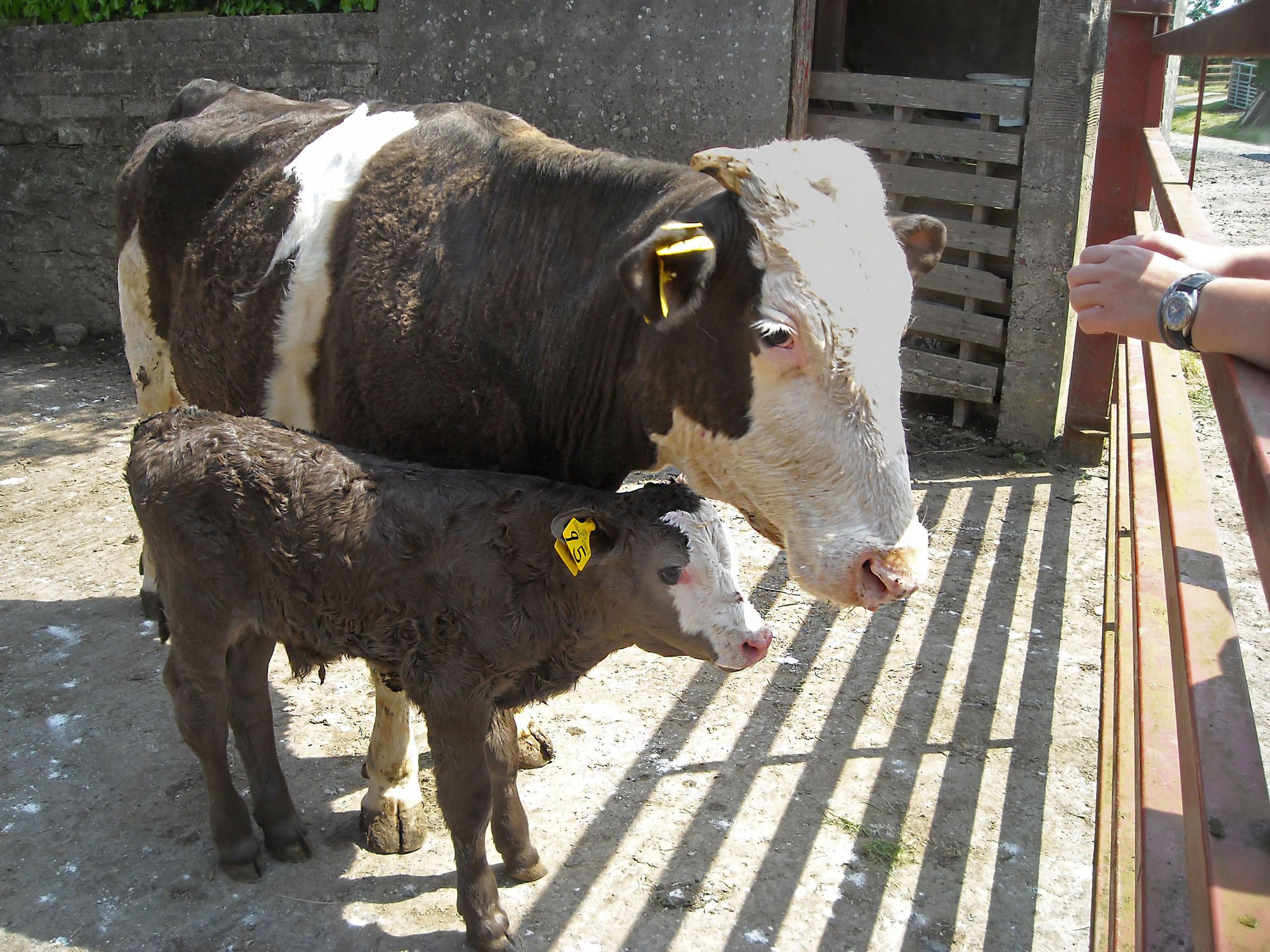 luxury car Highlands