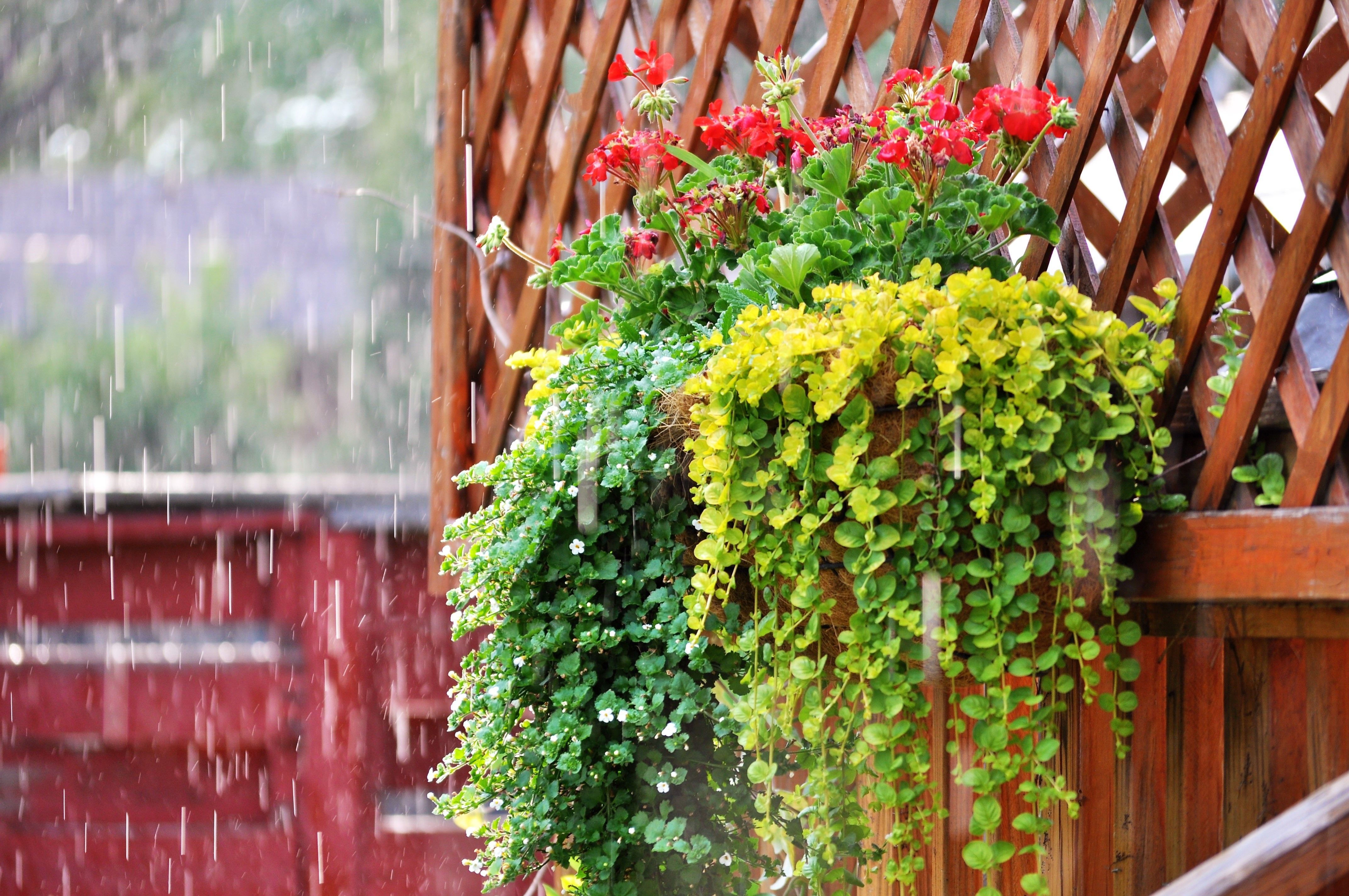 wooden fence rain